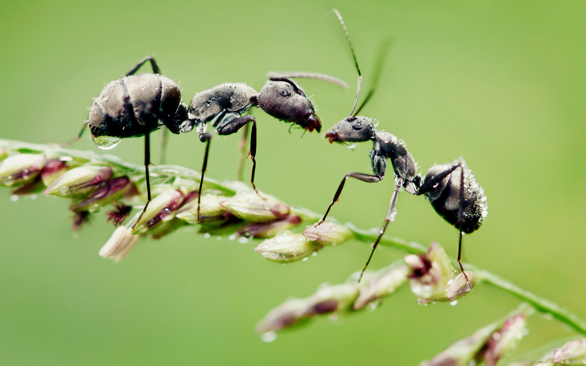 ant, animal HD wallpaper