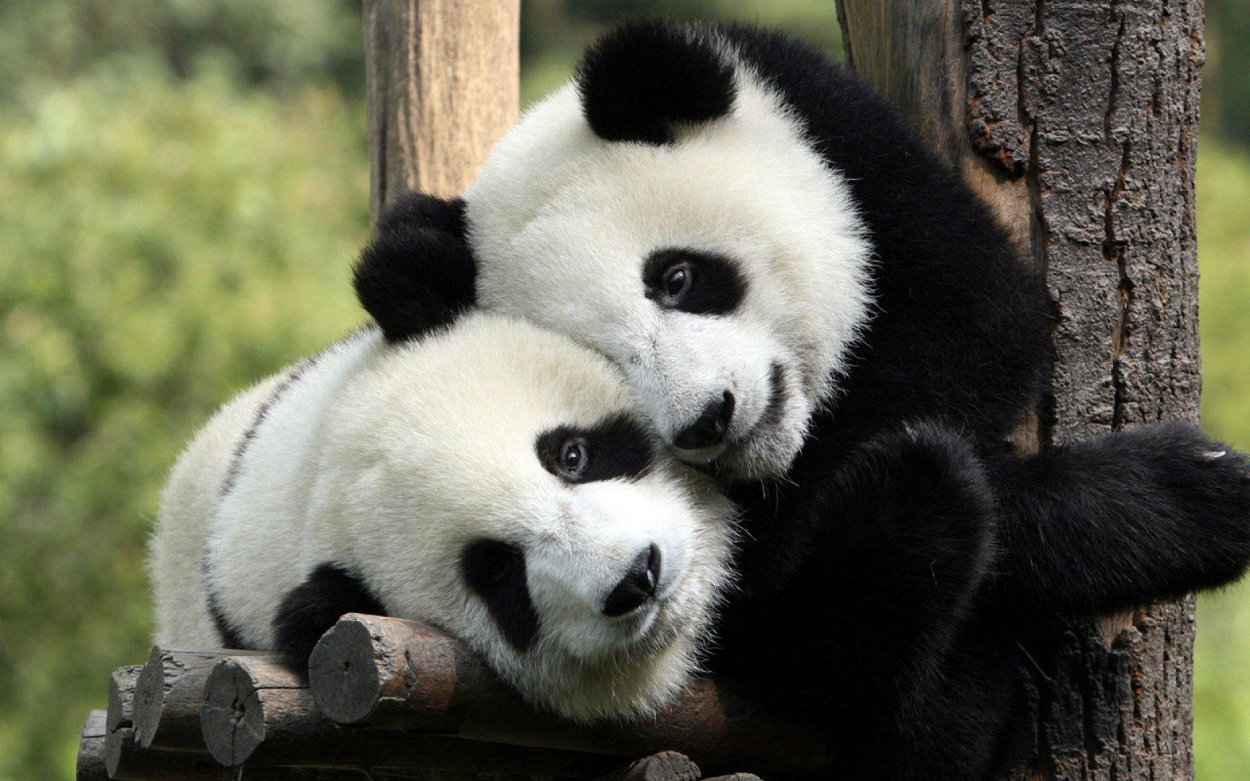 532936 Hintergrundbild herunterladen tiere, panda - Bildschirmschoner und Bilder kostenlos