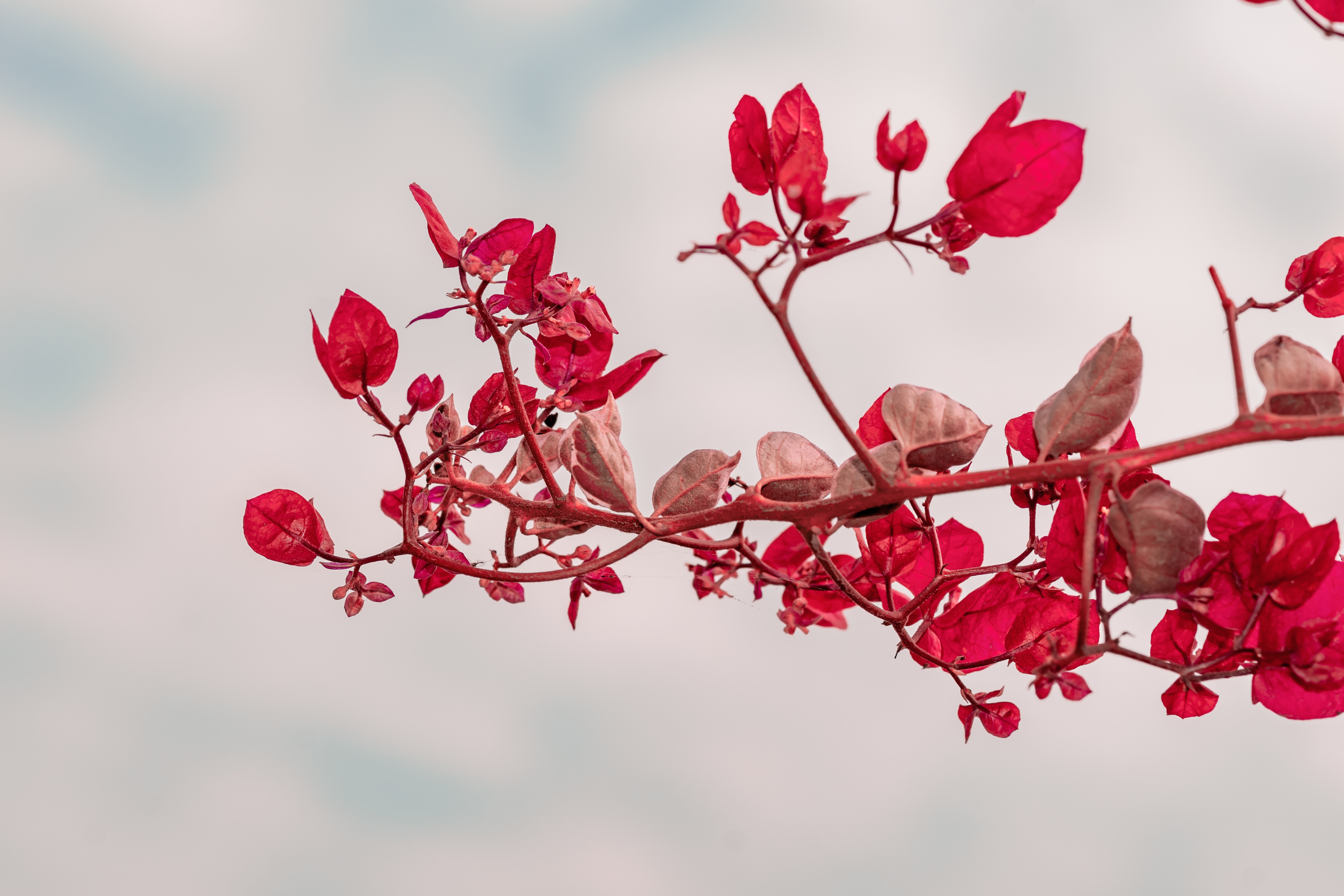 Цветок с красными листьями на ветках