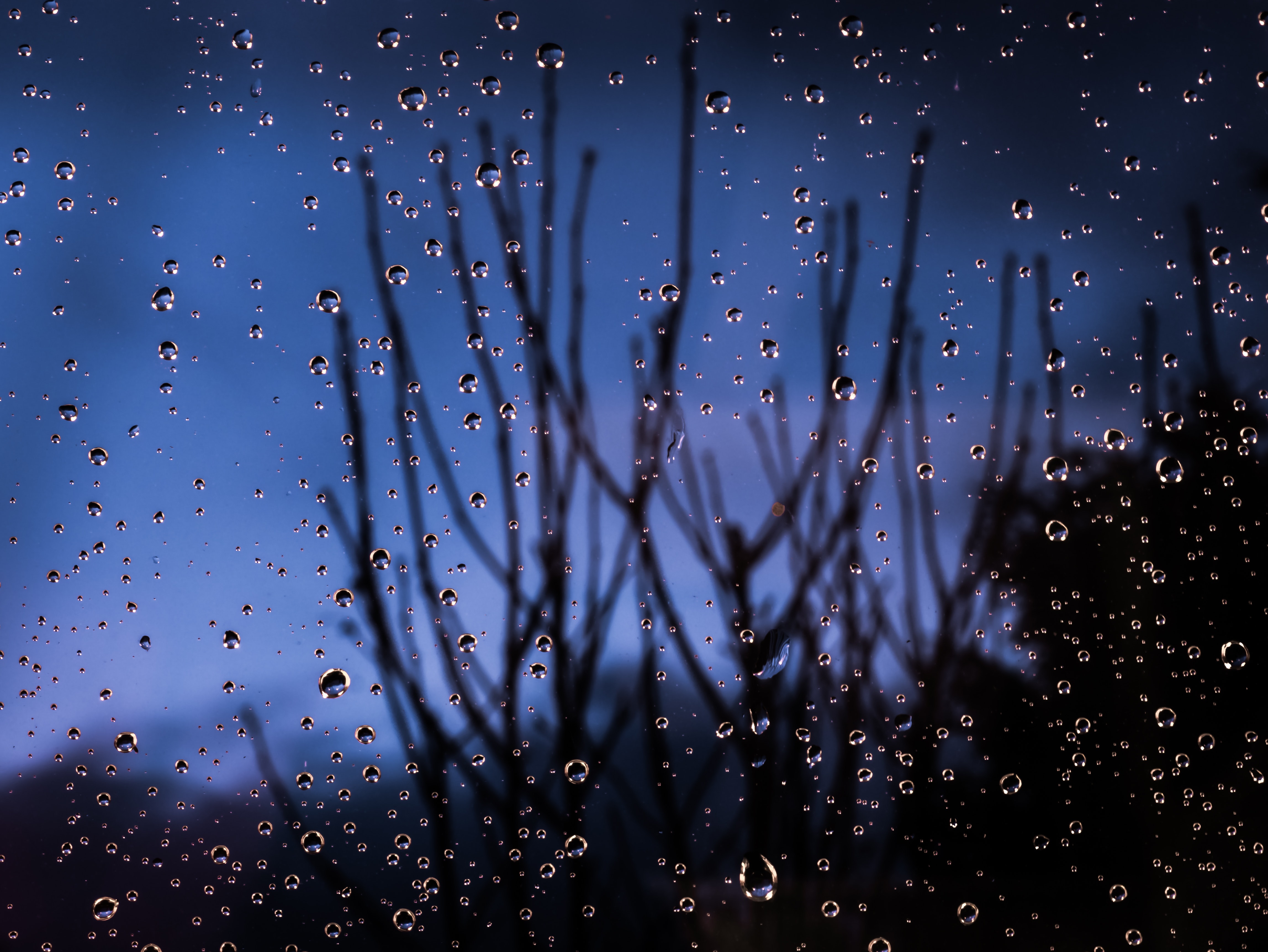glass, moisture, drops, macro, blur, smooth, branches