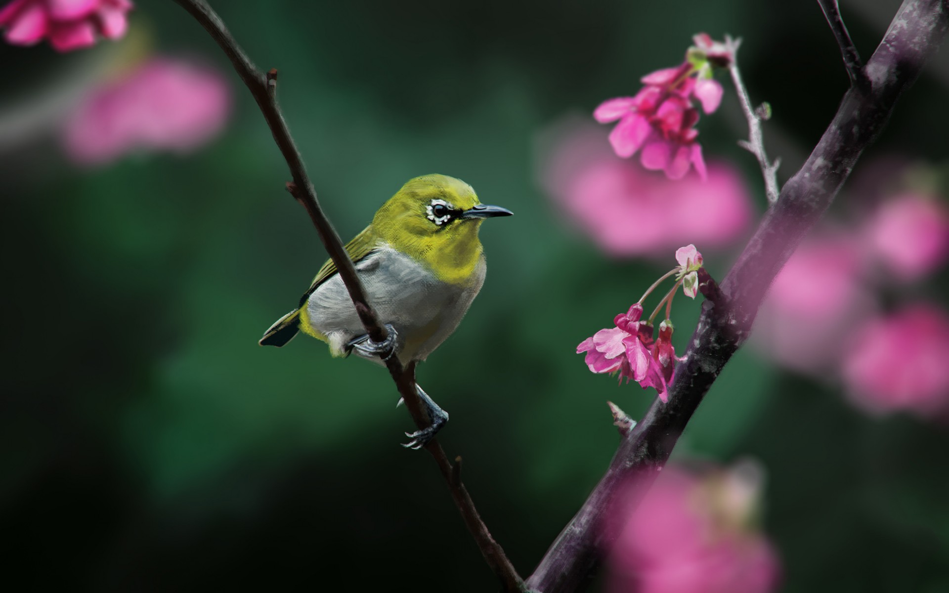 340923 免費下載壁紙 动物, 暗绿绣眼鸟, 鸟类 屏保和圖片