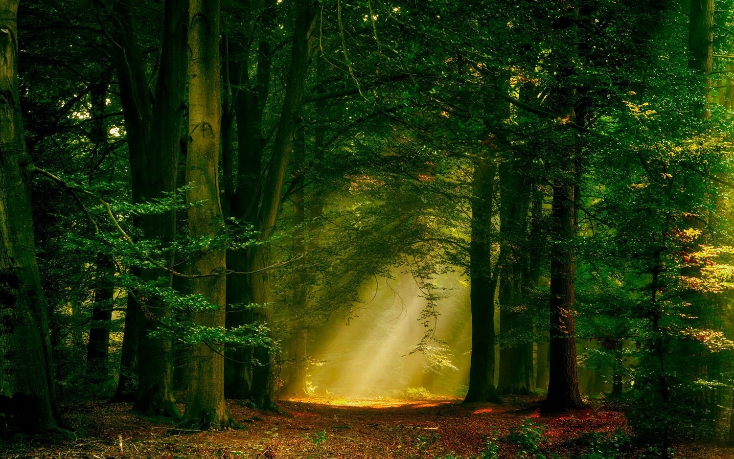 Магия леса от Ларса Ван де Гоора