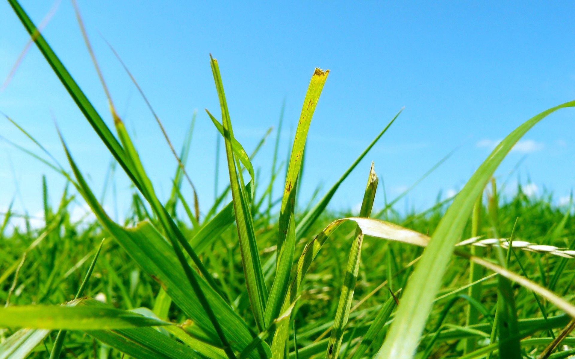 nature, grass, summer, greens, brightly, clear, i see QHD