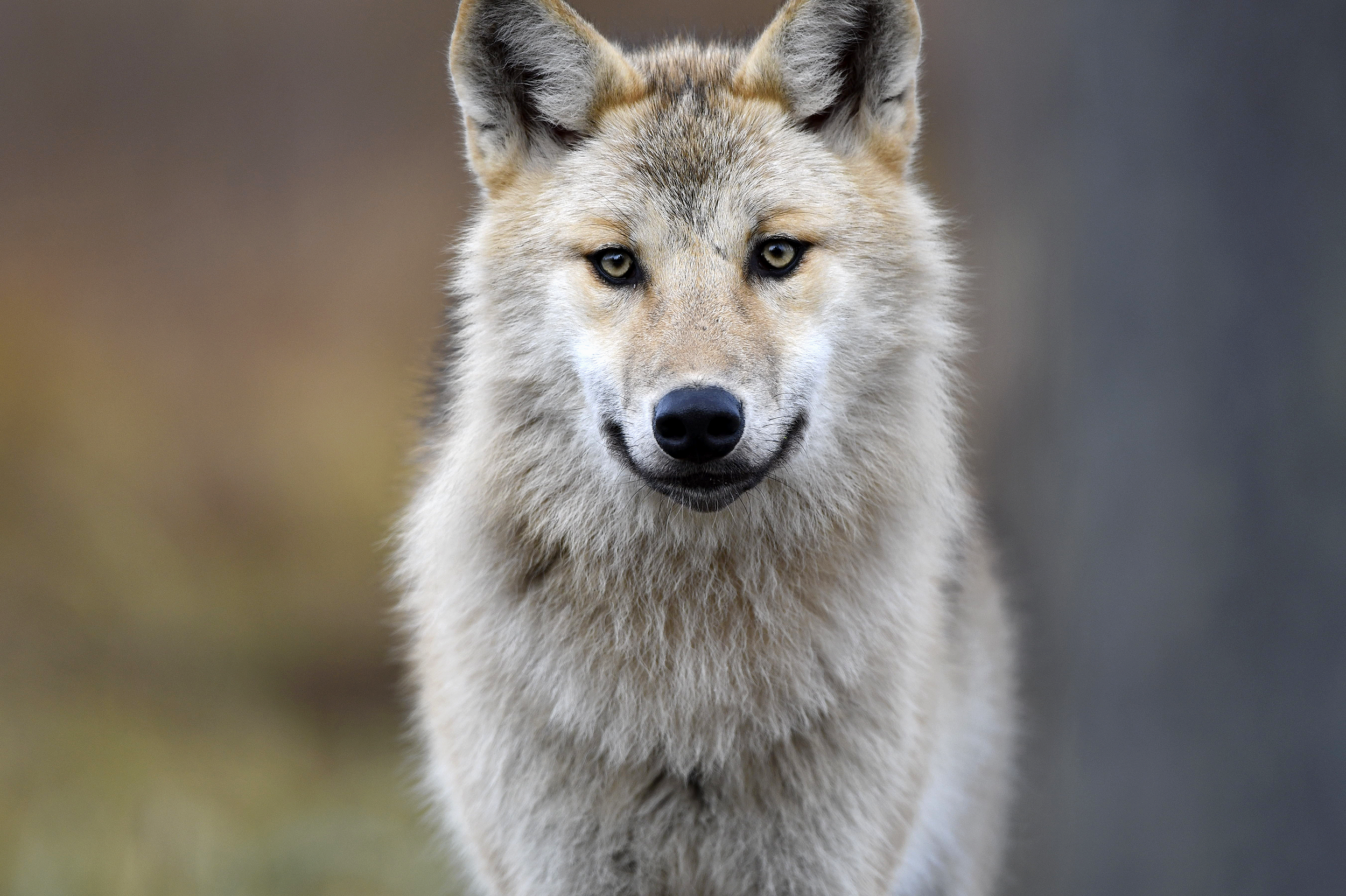 animal, gray wolf, close up, wolves