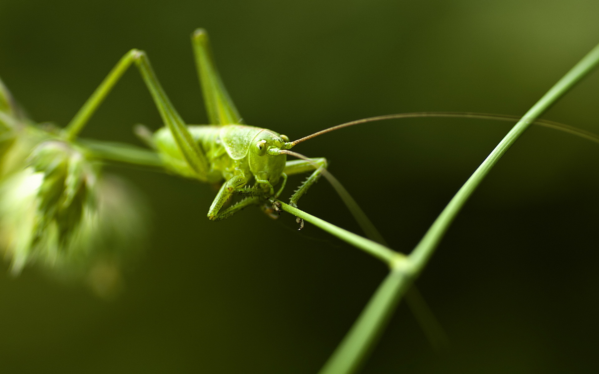 animal, grasshopper Free Stock Photo