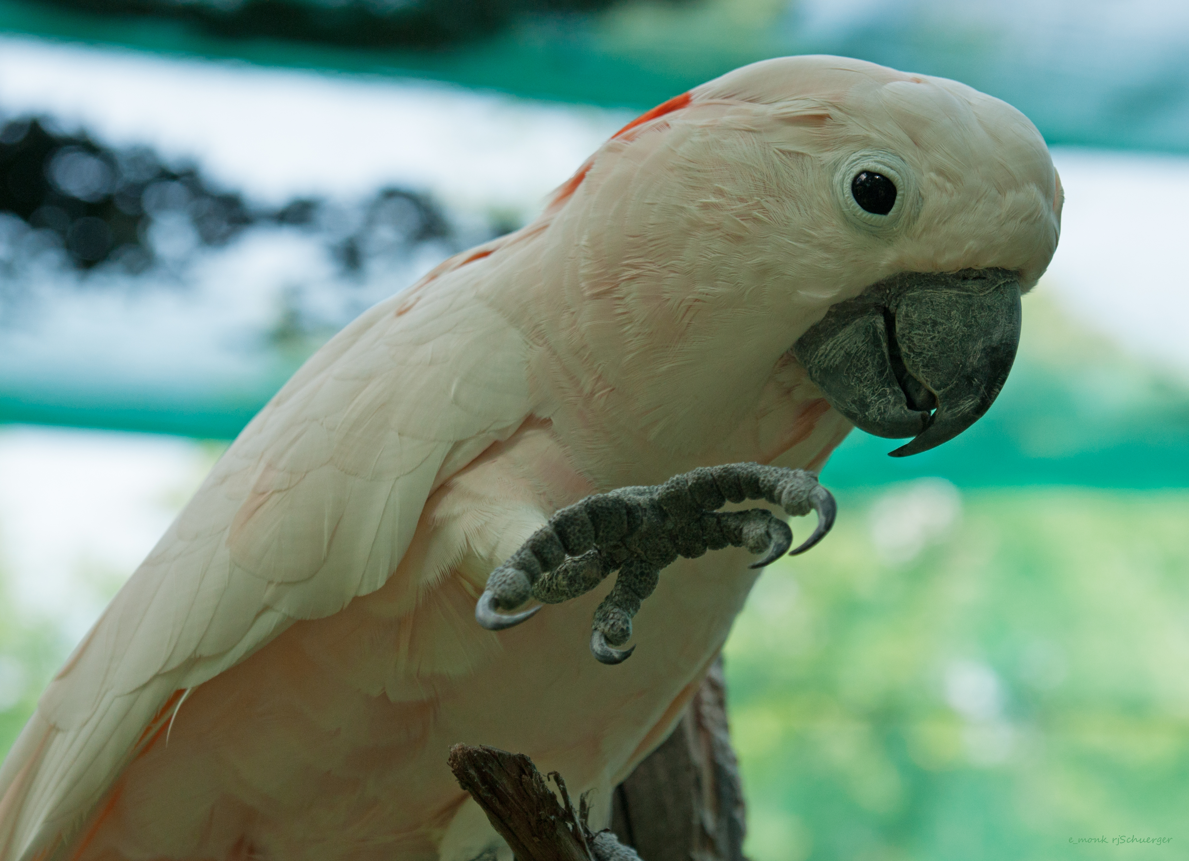 Попугай Какаду
