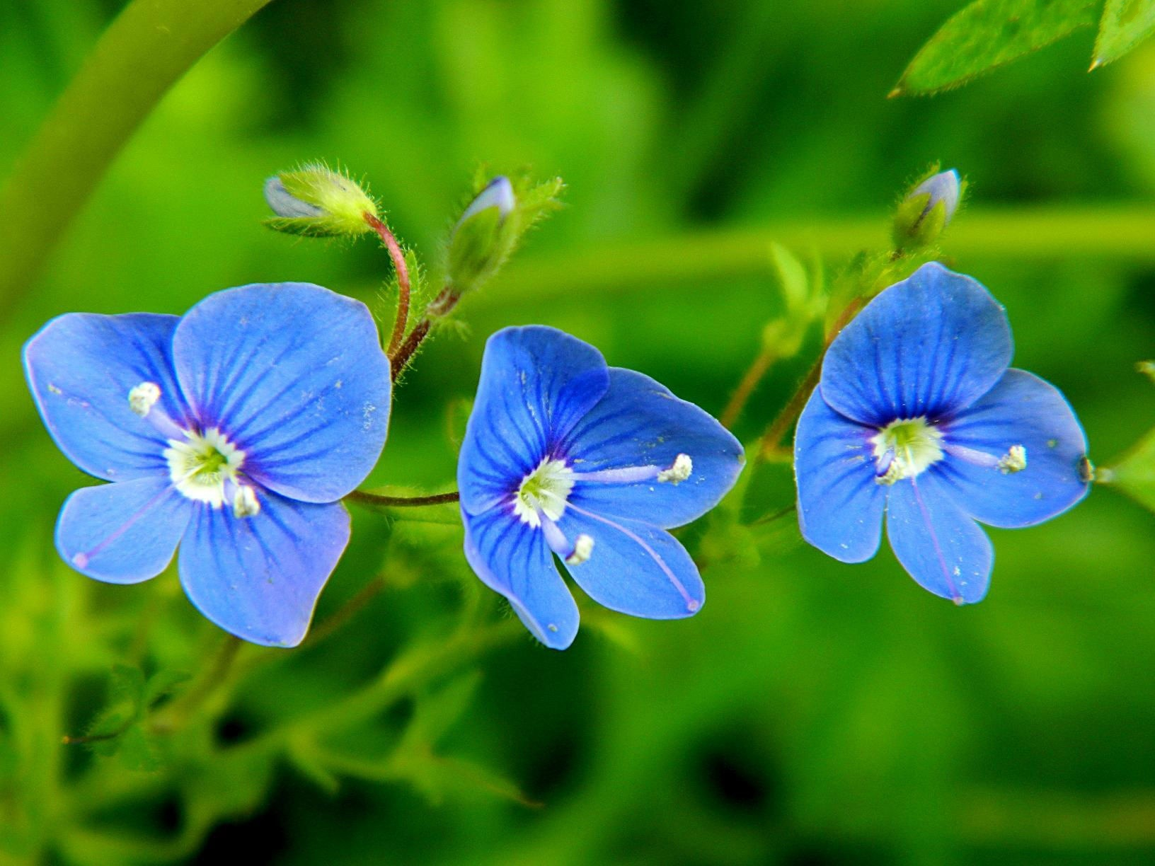 Трава с голубыми цветами на ш. Травянистое растение с голубыми цветами. Ацелас растение. Синий цвет в природе. Белый синий красный природа.