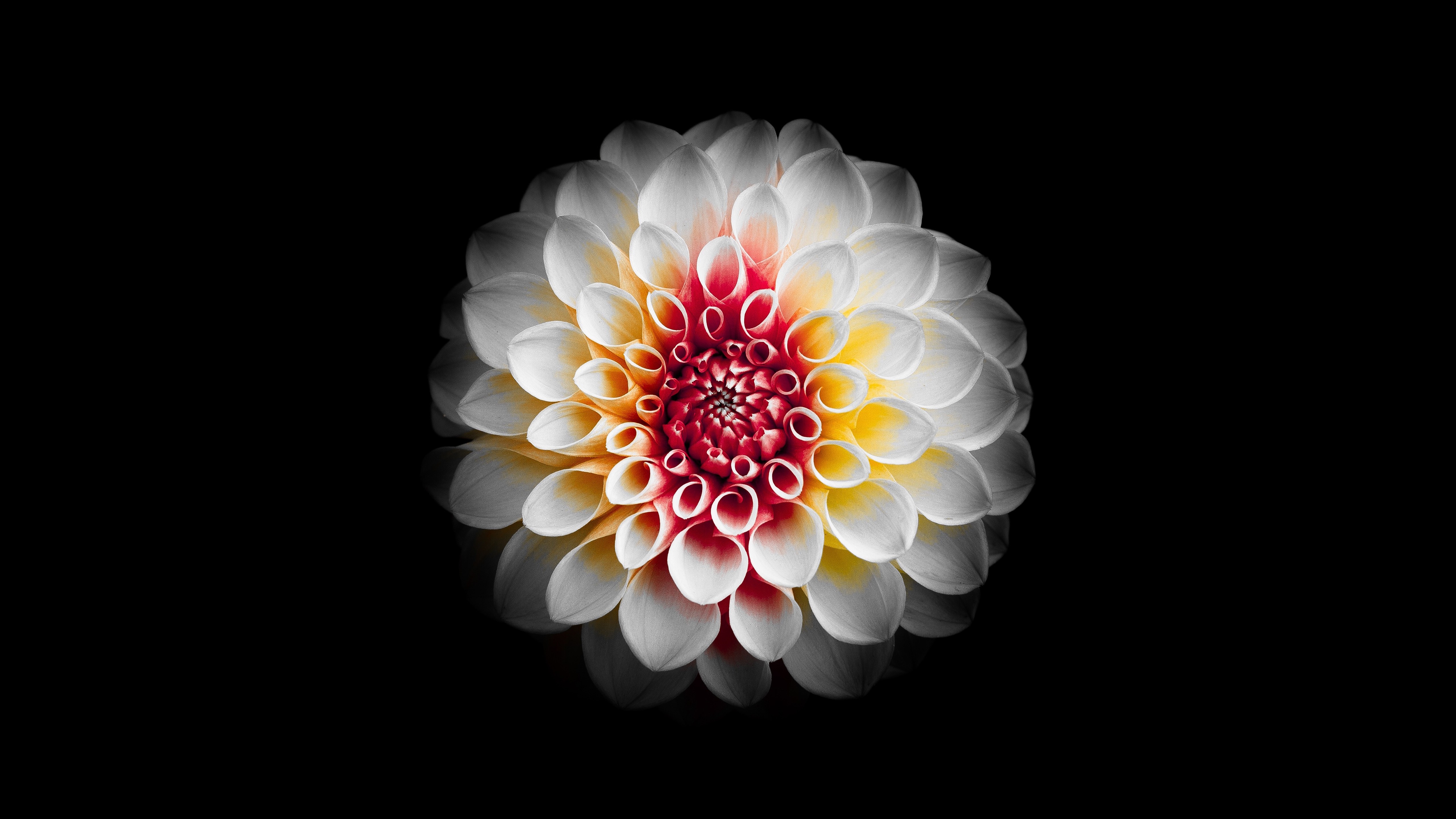 445223 télécharger l'image terre/nature, dahlia, fleur, fleur blanche, fleurs - fonds d'écran et économiseurs d'écran gratuits