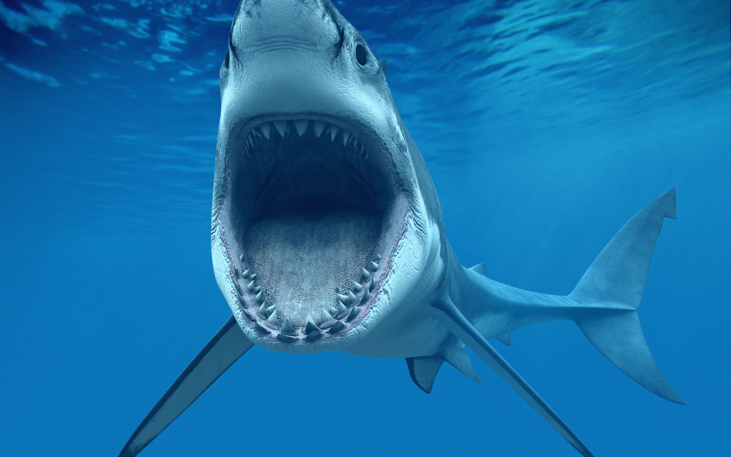 282714 baixar imagens animais, tubarão - papéis de parede e protetores de tela gratuitamente