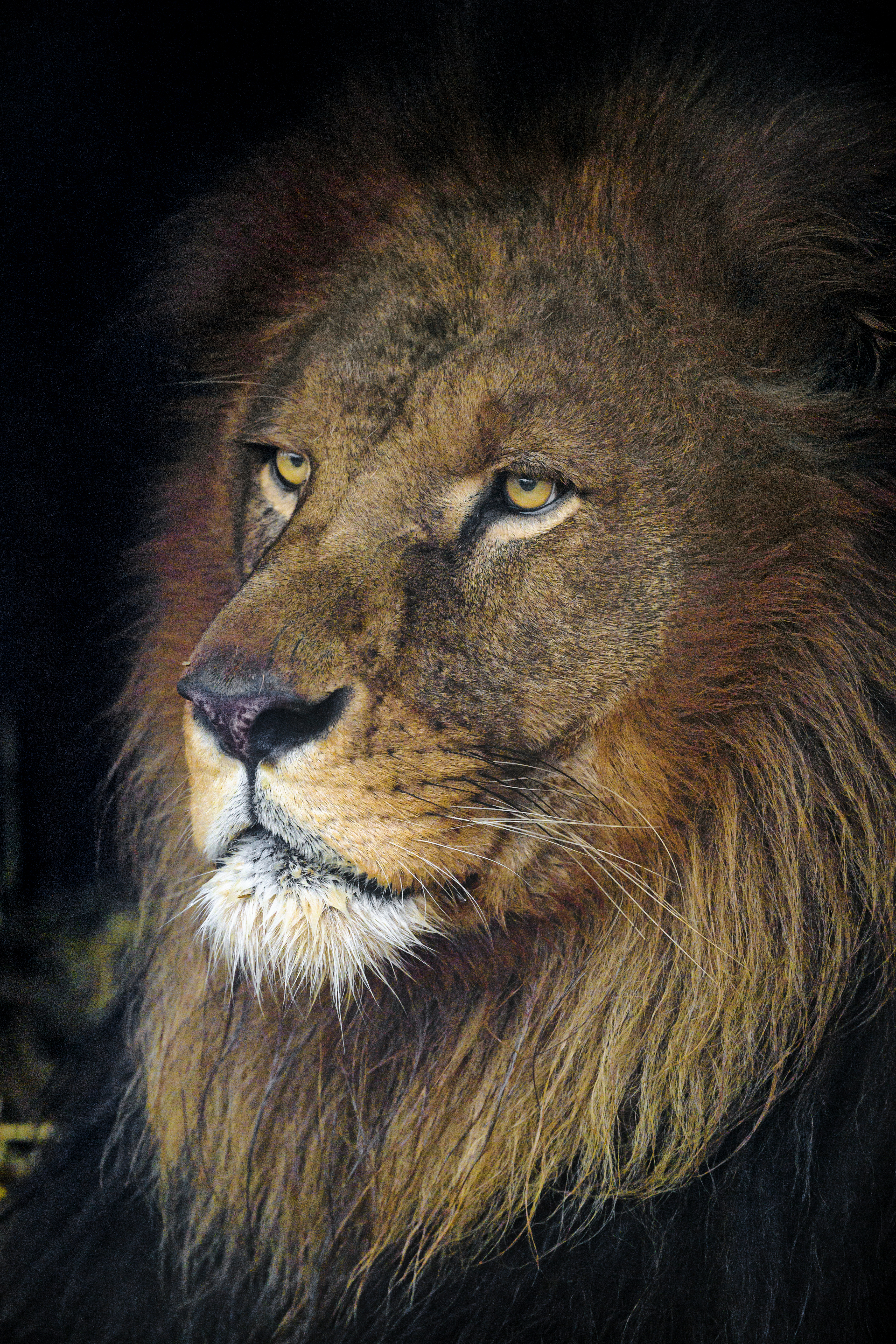 61859 скачать обои царь зверей, лев, животное, животные, хищник, взгляд, голова - заставки и картинки бесплатно