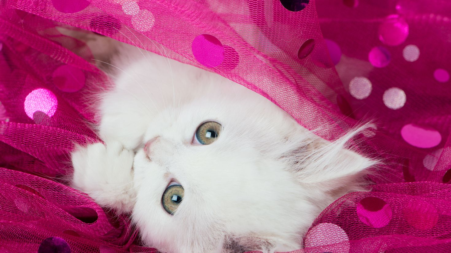 Милый котёнок на розовом фоне