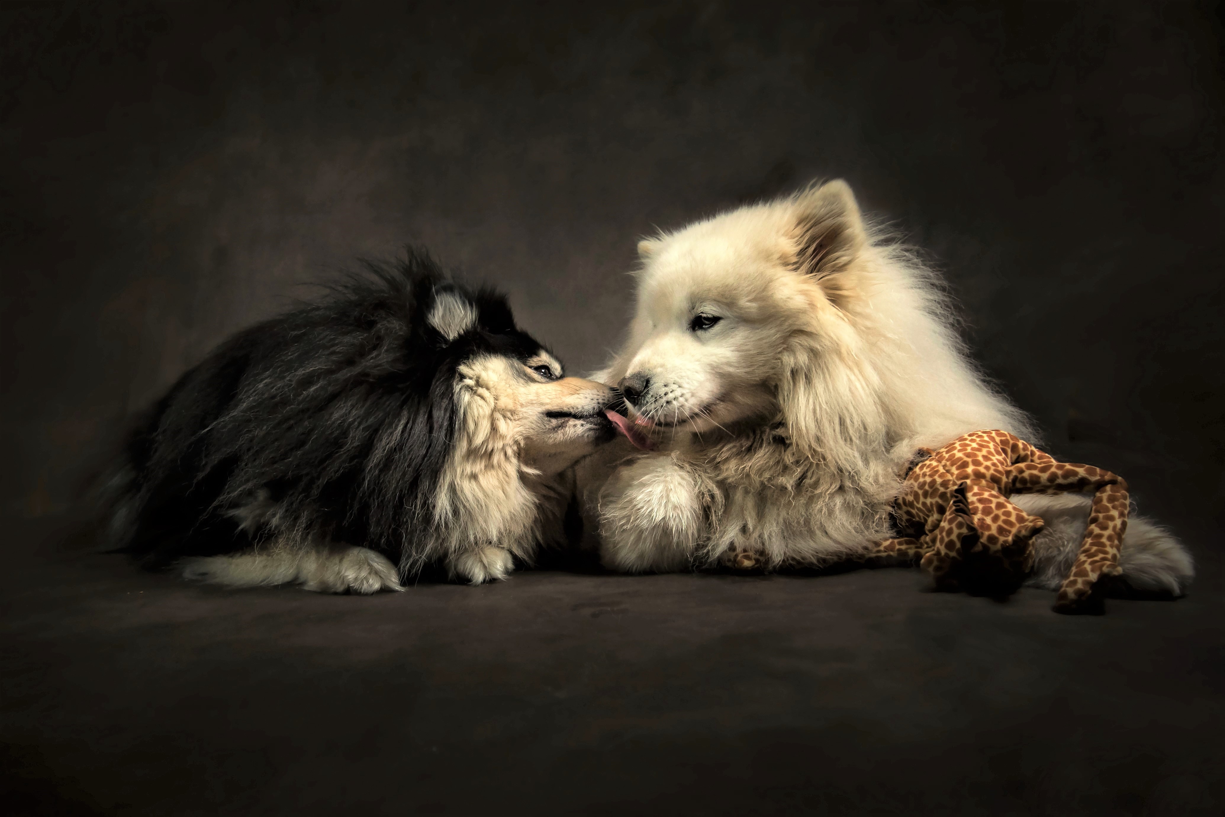 animal, dog, cute, friend, kiss, love, dogs