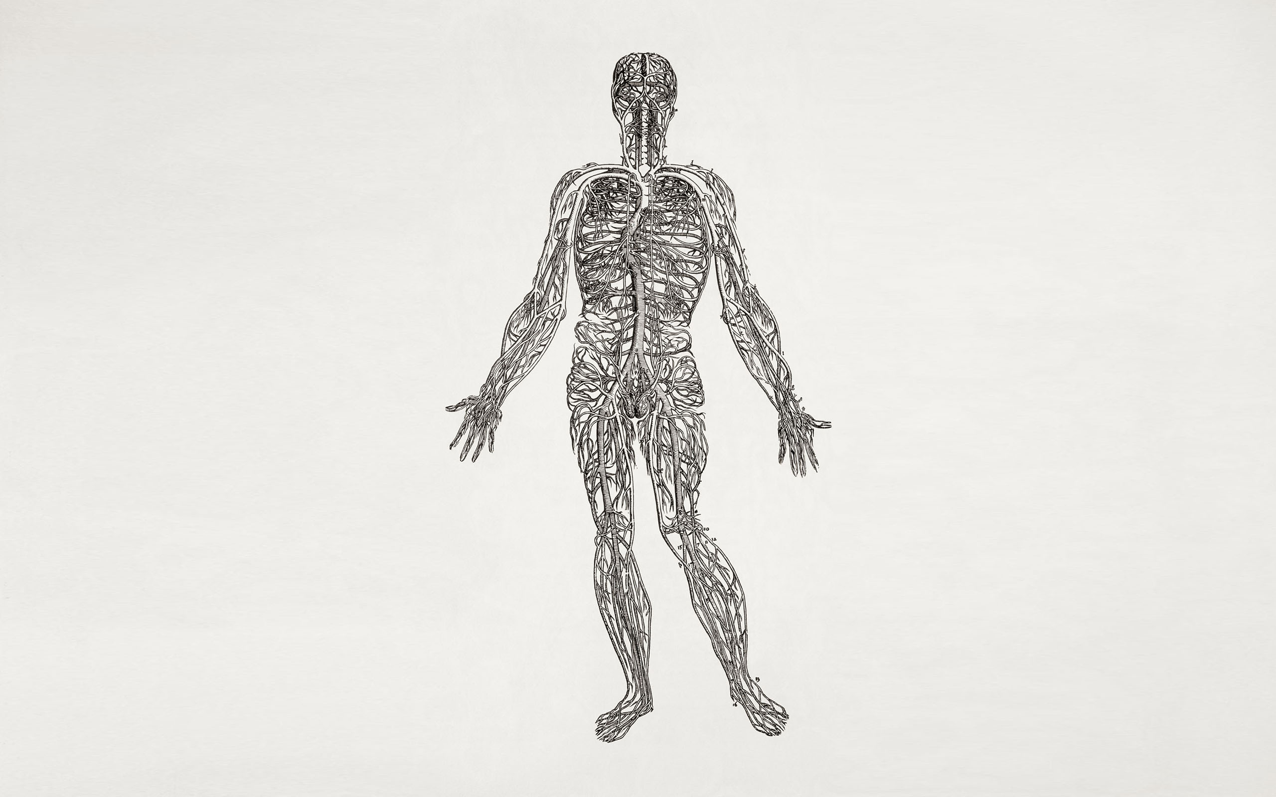 Анатомия человека фон