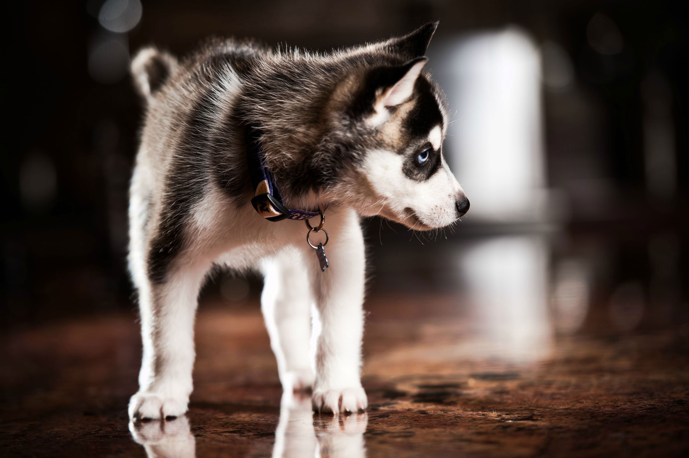 Download mobile wallpaper Collar, Haska, Animals, Puppy, Dog, Husky for free.