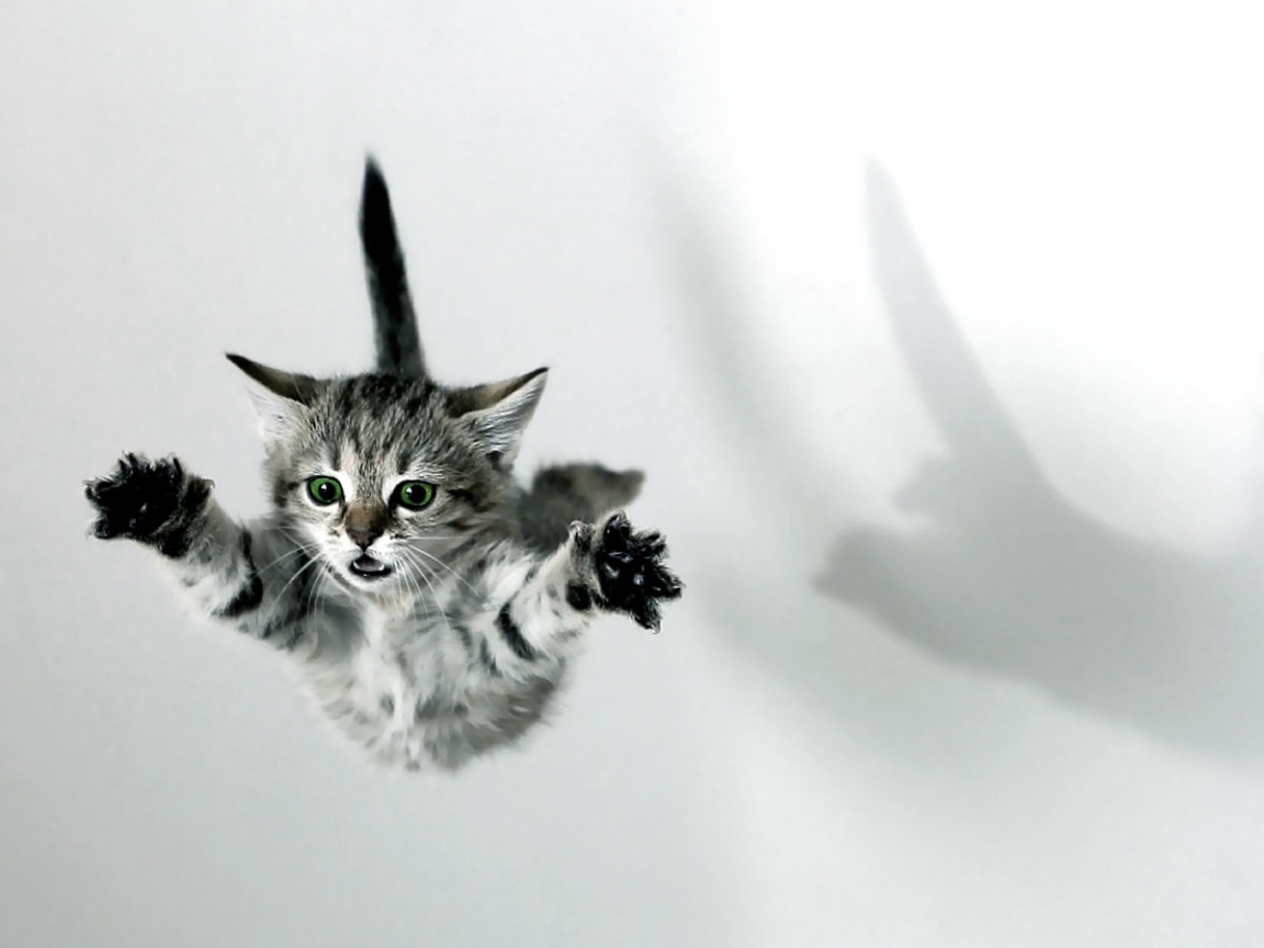 Кот в прыжке рисунок
