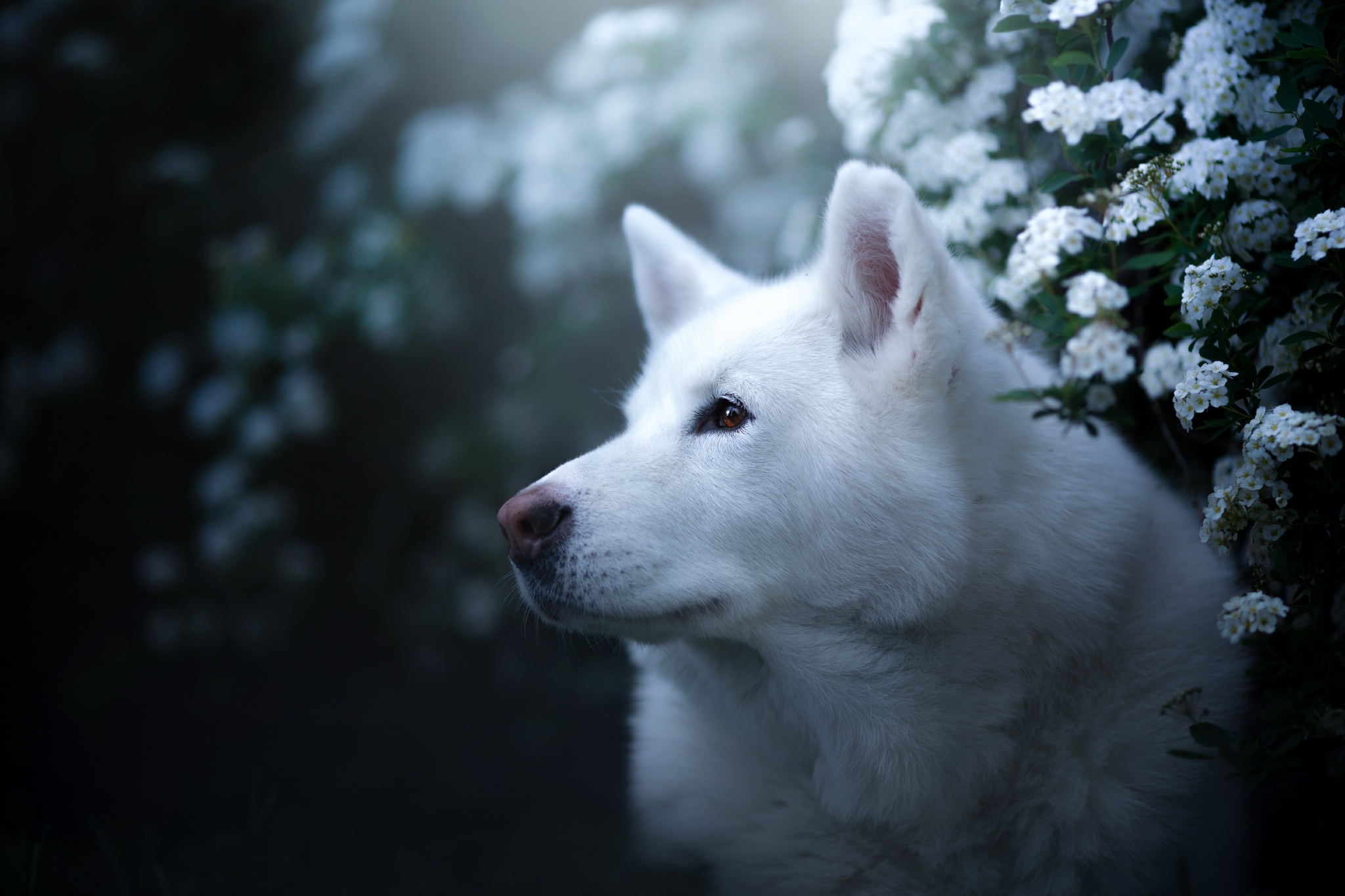Хаски собака белая