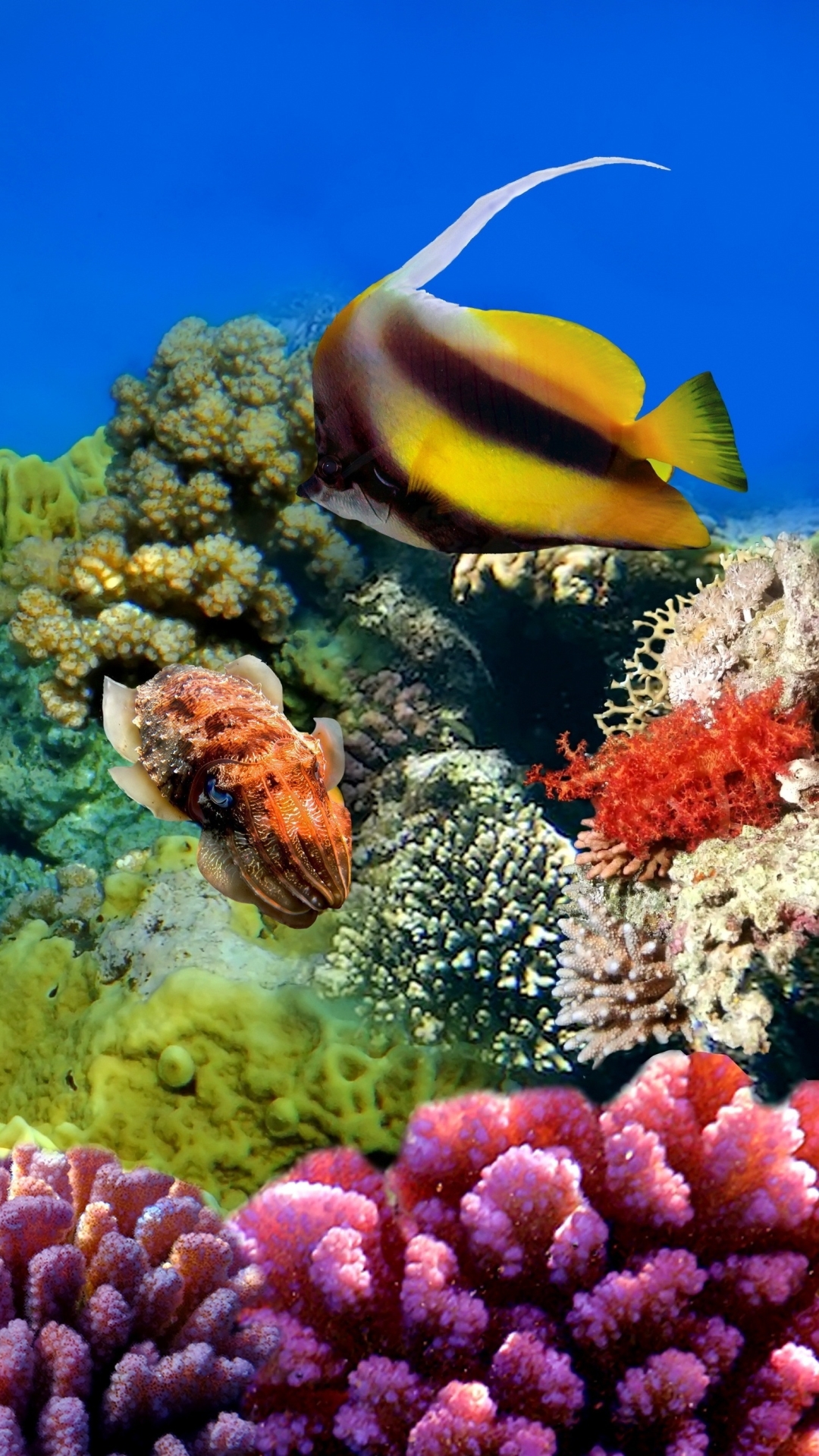 1133335 télécharger le fond d'écran animaux, poisson, récif de corail, poisson papillon, sous marin, sous l'eau, des poissons - économiseurs d'écran et images gratuitement