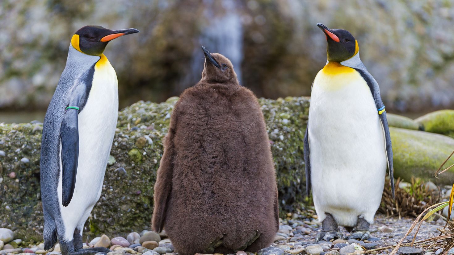 Императорский Пингвин и Королевский Пингвин