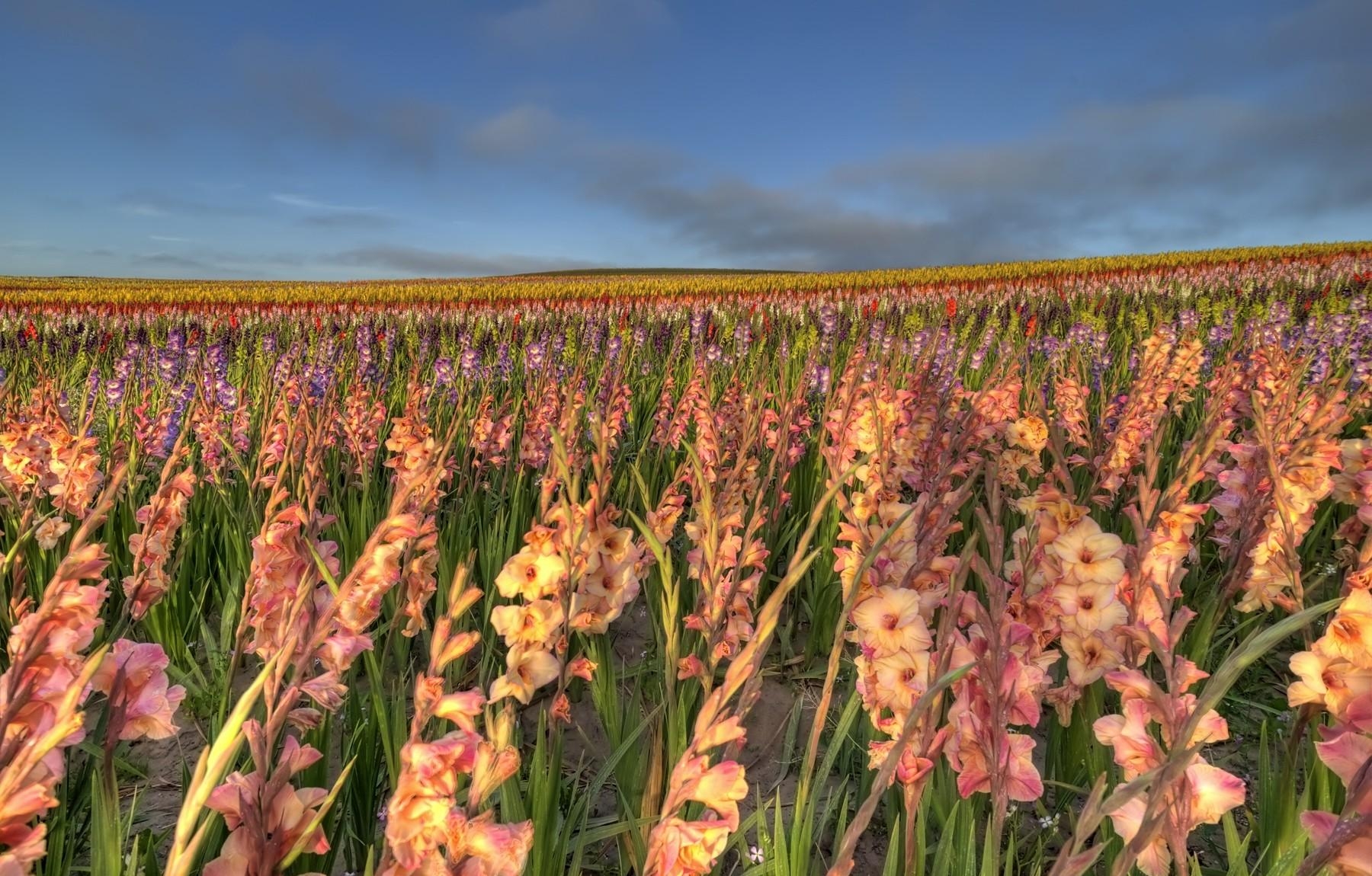 Download mobile wallpaper Field, Sky, Gladiolus, Horizon, Flowers for free.