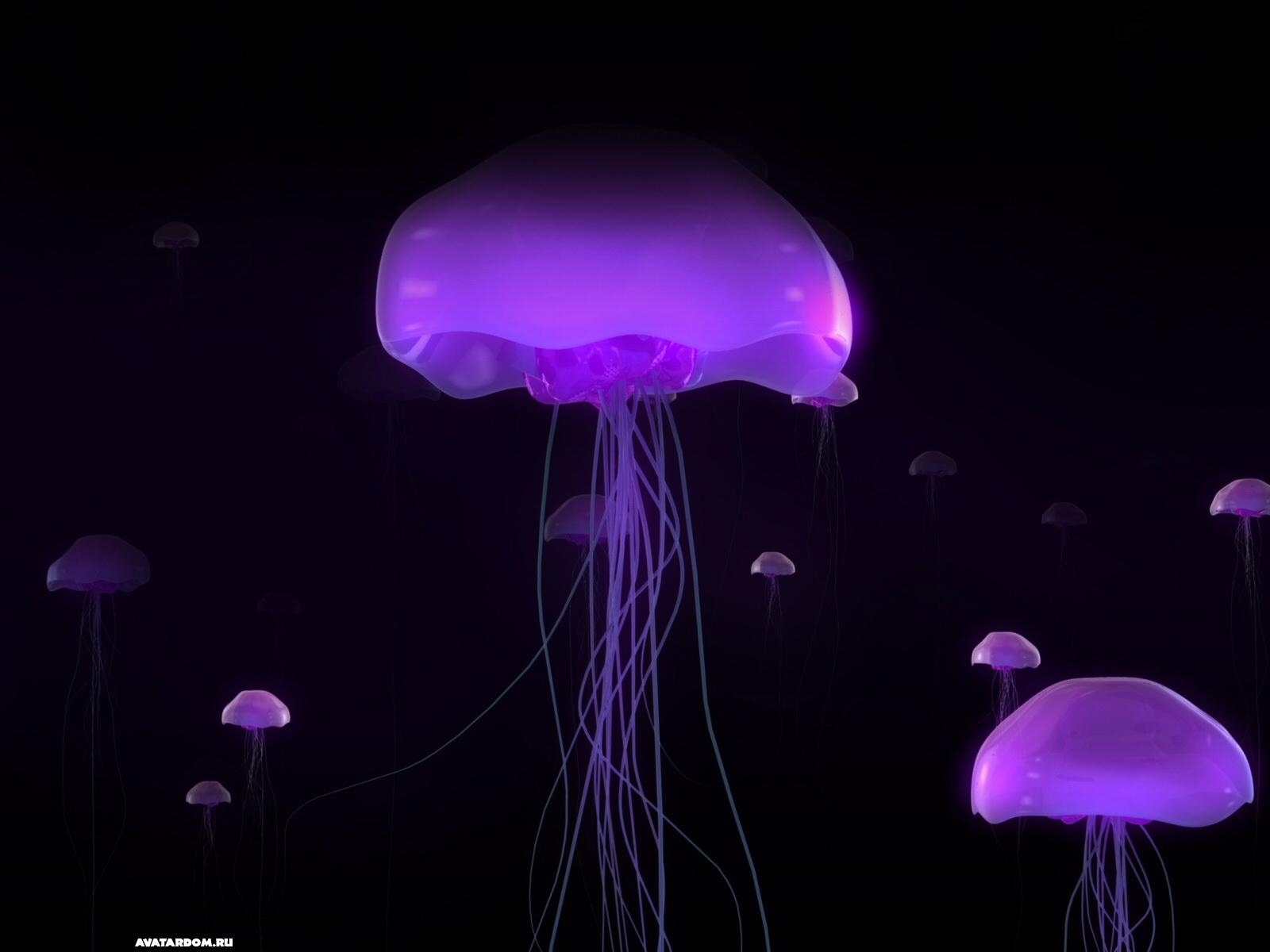 Laden Sie das Jellyfish, Tiere, Sea-Bild kostenlos auf Ihren PC-Desktop herunter