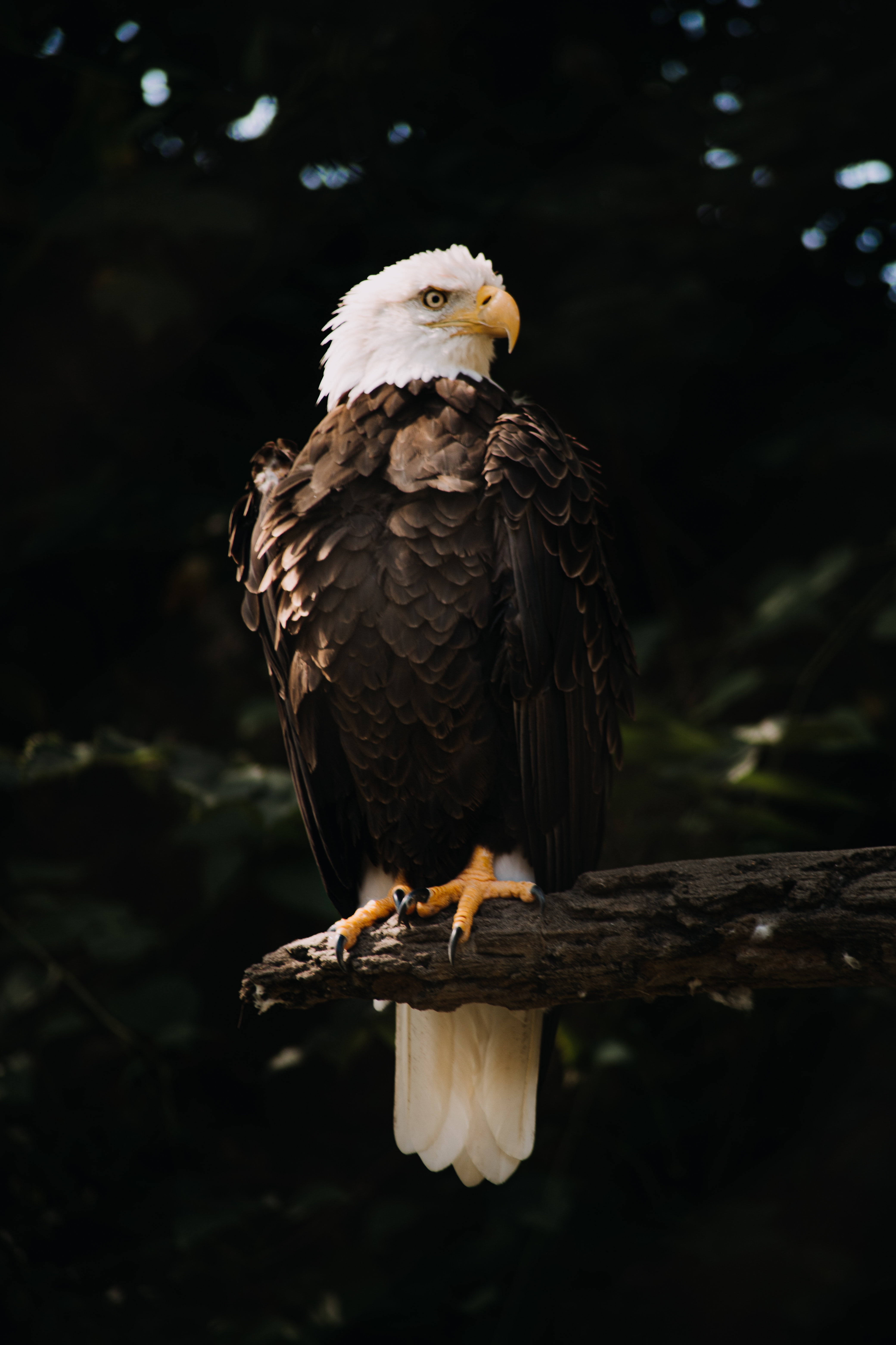 white headed eagle, bald eagle, animals, bird, wood, tree, predator, sight, opinion, eagle