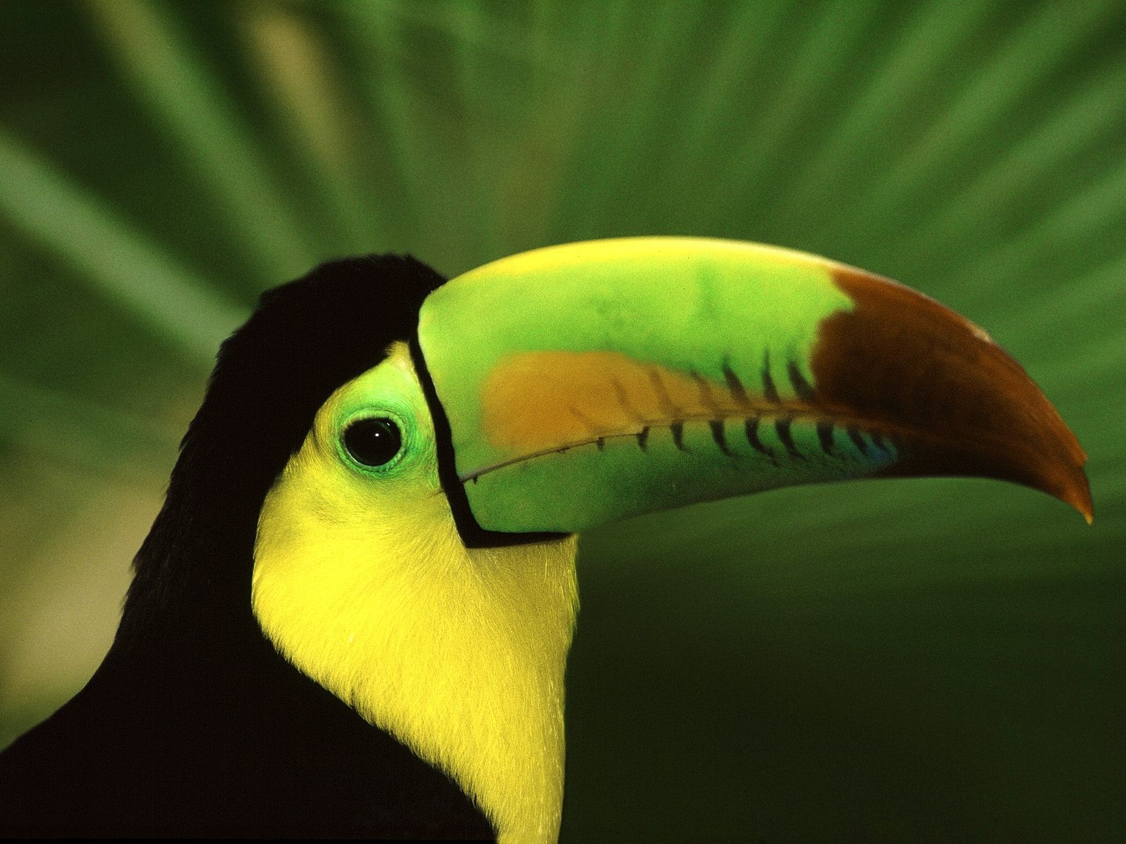 animal, toucan, birds HD wallpaper