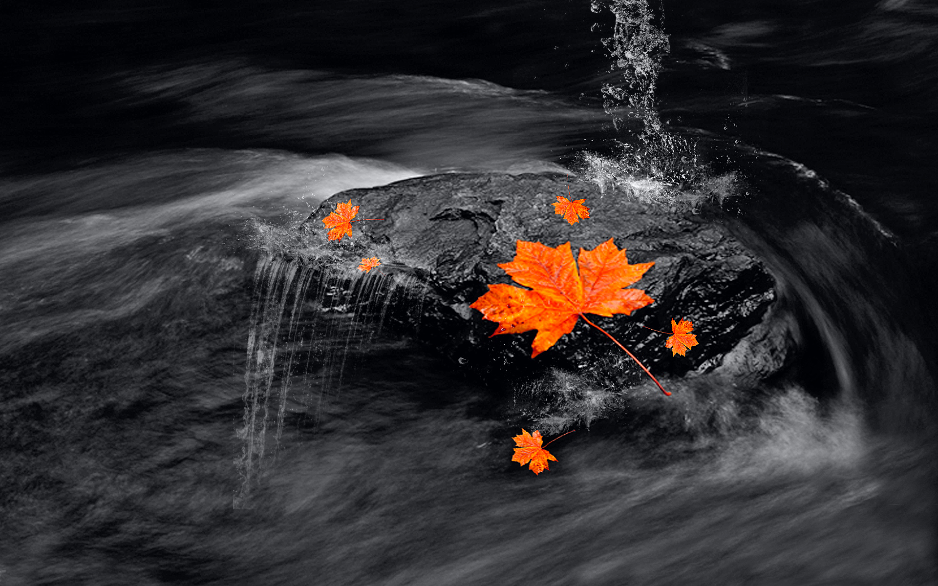 Осень листья на воде чб