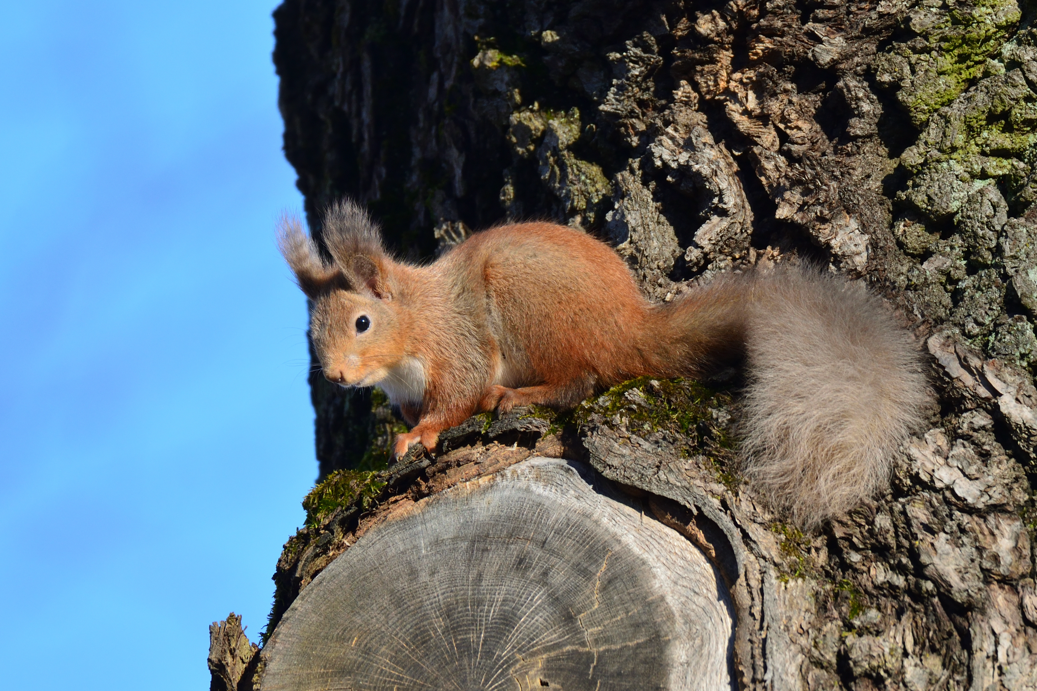 Download mobile wallpaper Tree, Animal, Animals, Bark, Wood, Wildlife, Squirrel for free.