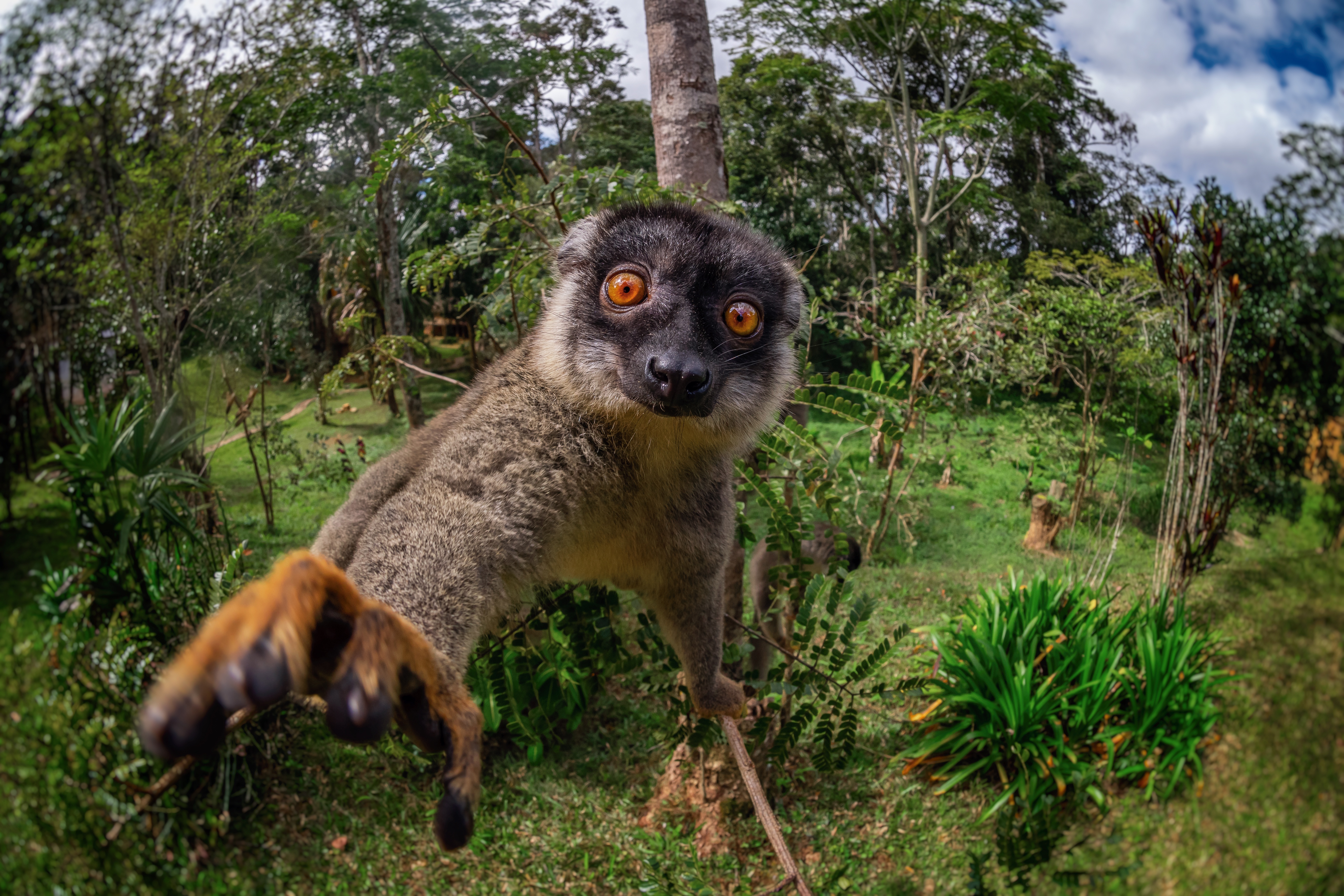 Download mobile wallpaper Monkeys, Monkey, Animal, Lemur, Primate for free.