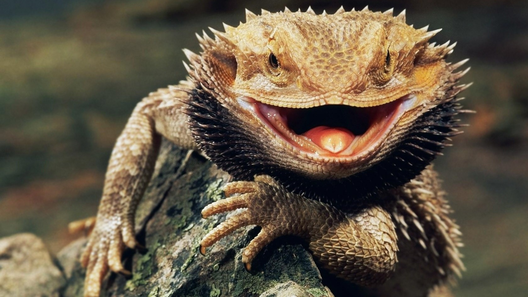 Free Bearded Dragon Wallpapers