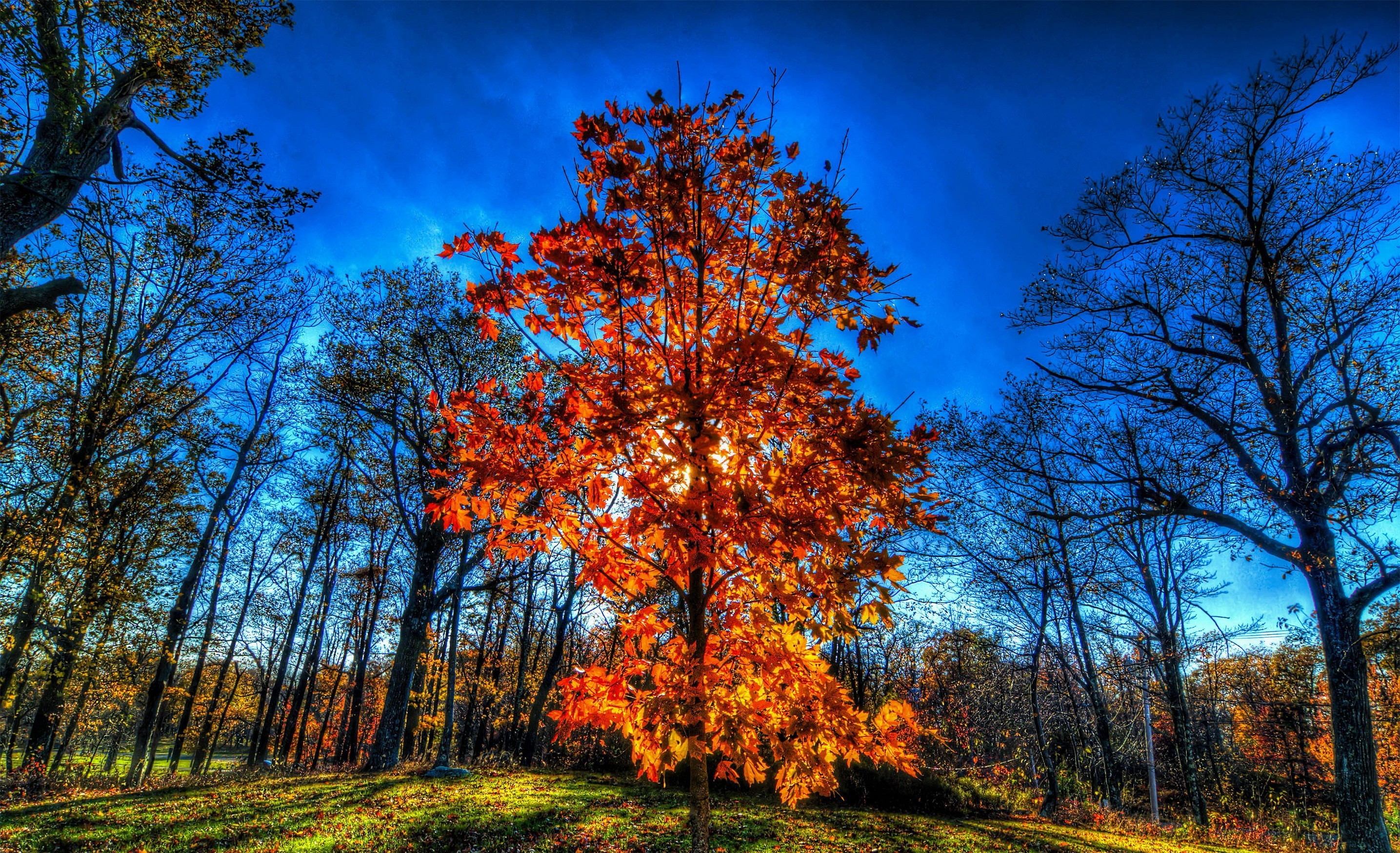 Осенний лес деревья