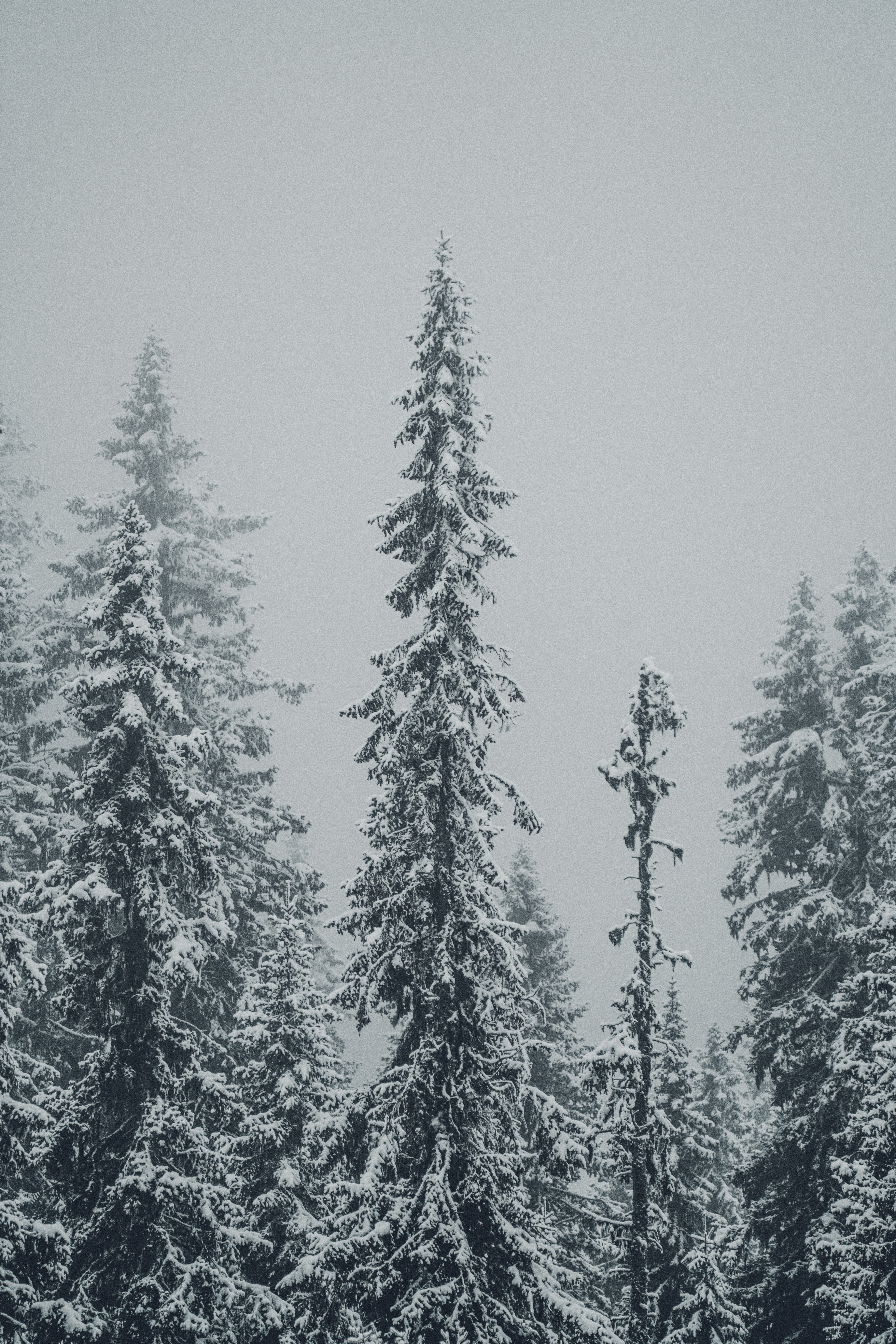 Скачать обои бесплатно Деревья, Снег, Метель, Природа, Елки, Зима картинка на рабочий стол ПК