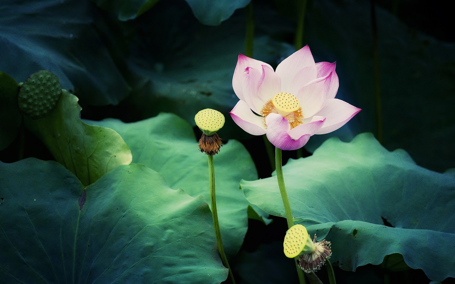 flowers, lotus, green, earth, flower, lily