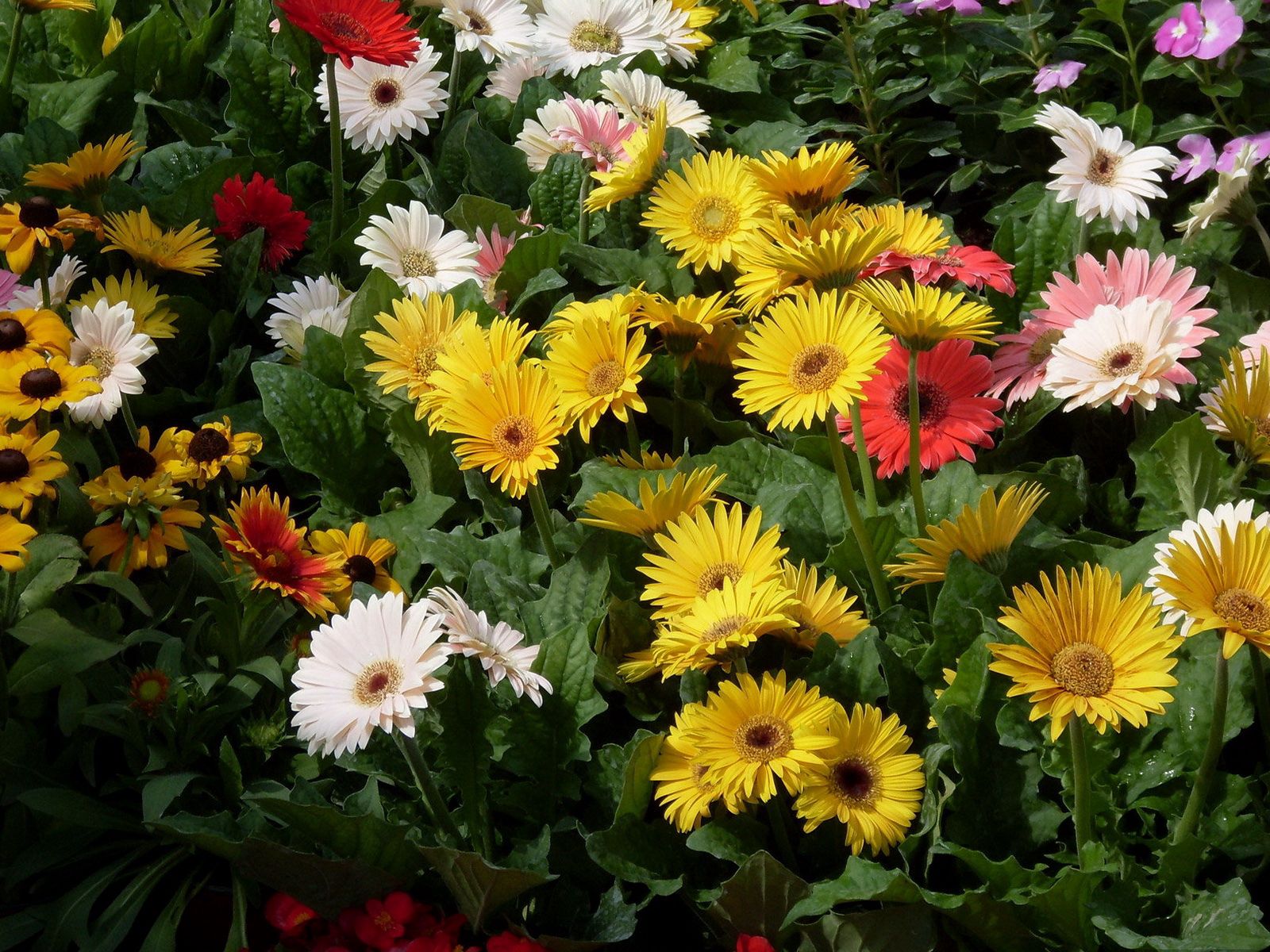 Laden Sie das Gerbera, Grüne, Grünen, Garten, Blumen-Bild kostenlos auf Ihren PC-Desktop herunter