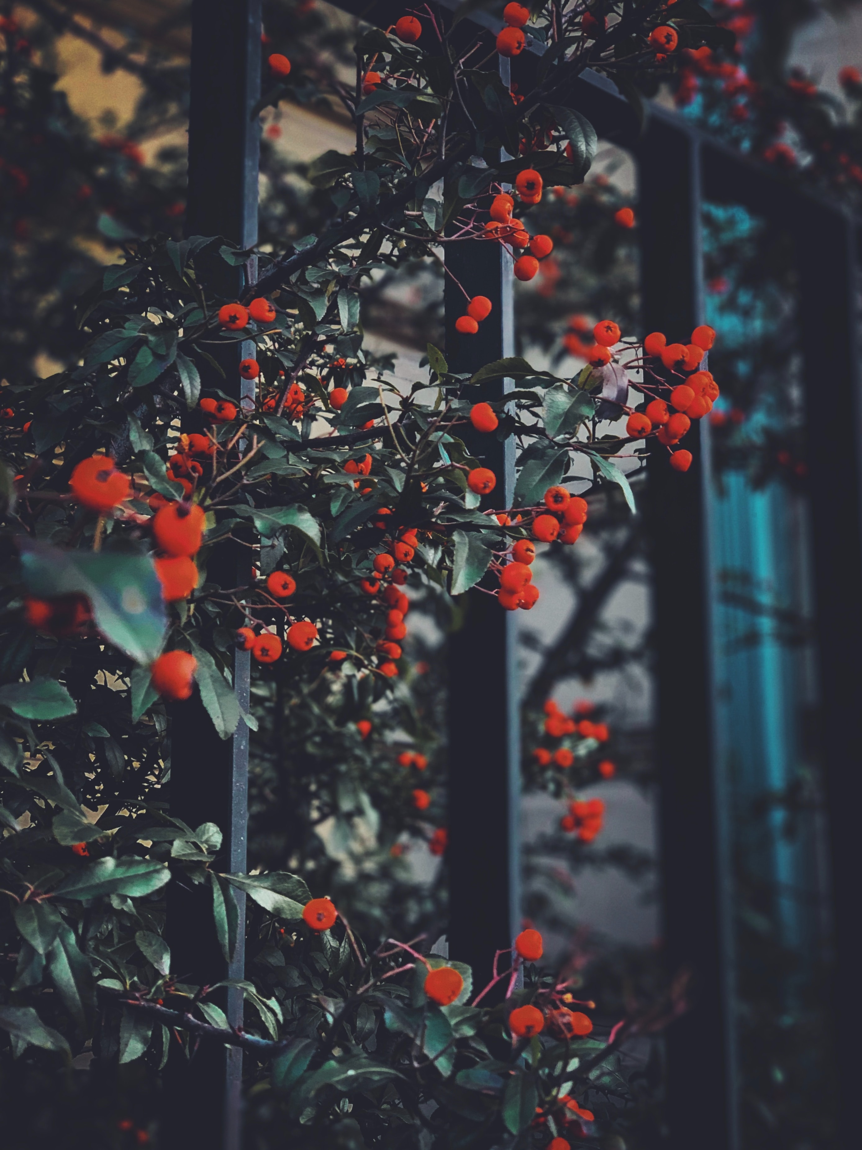 Download mobile wallpaper Red Berries, Branches, Nature, Leaves, Berries for free.