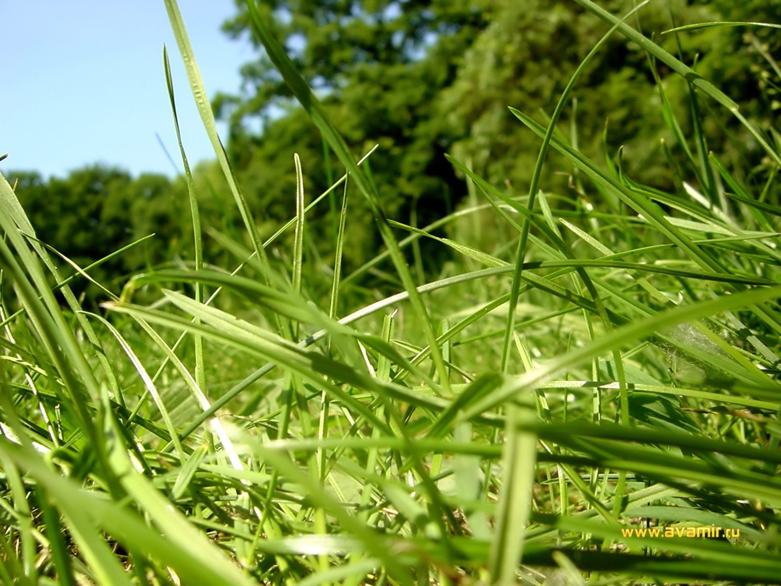 Download mobile wallpaper Grass, Plants, Background for free.