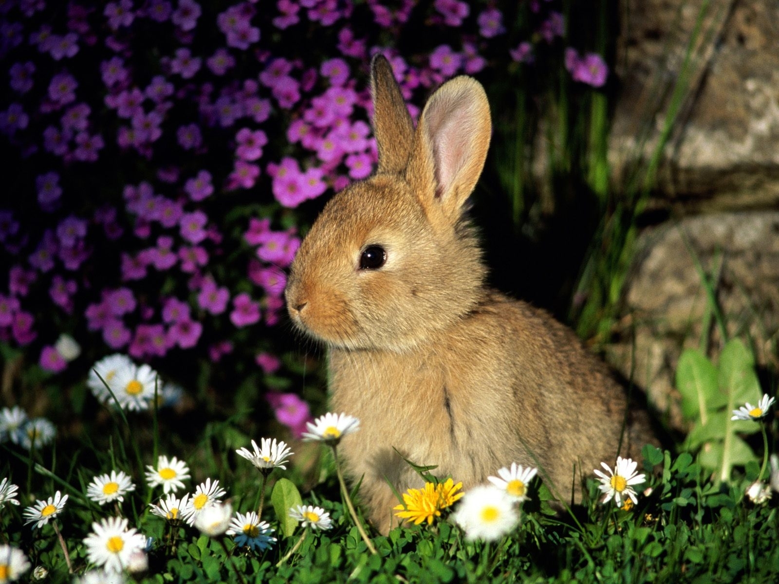5893 Bildschirmschoner und Hintergrundbilder Kaninchen auf Ihrem Telefon. Laden Sie  Bilder kostenlos herunter