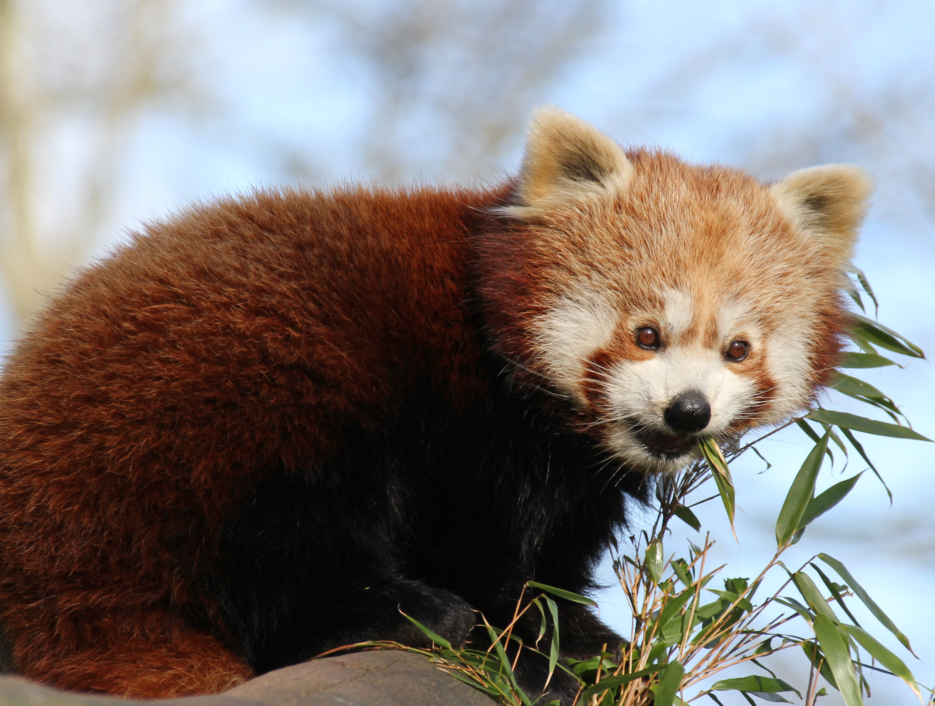 animals, animal, nice, sweetheart, bamboo, red panda Desktop home screen Wallpaper