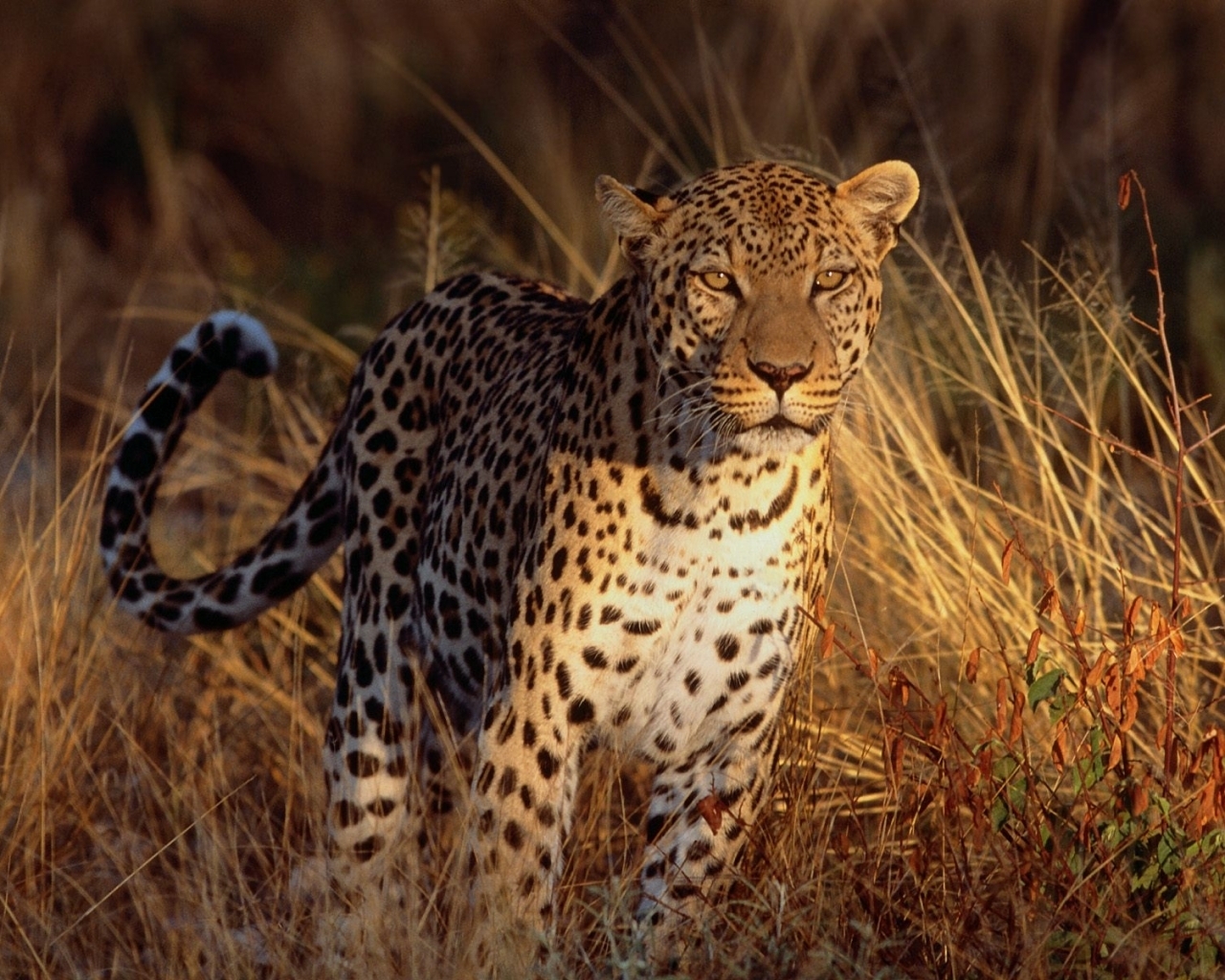 2533 скачать обои леопарды, животные, оранжевые - заставки и картинки бесплатно