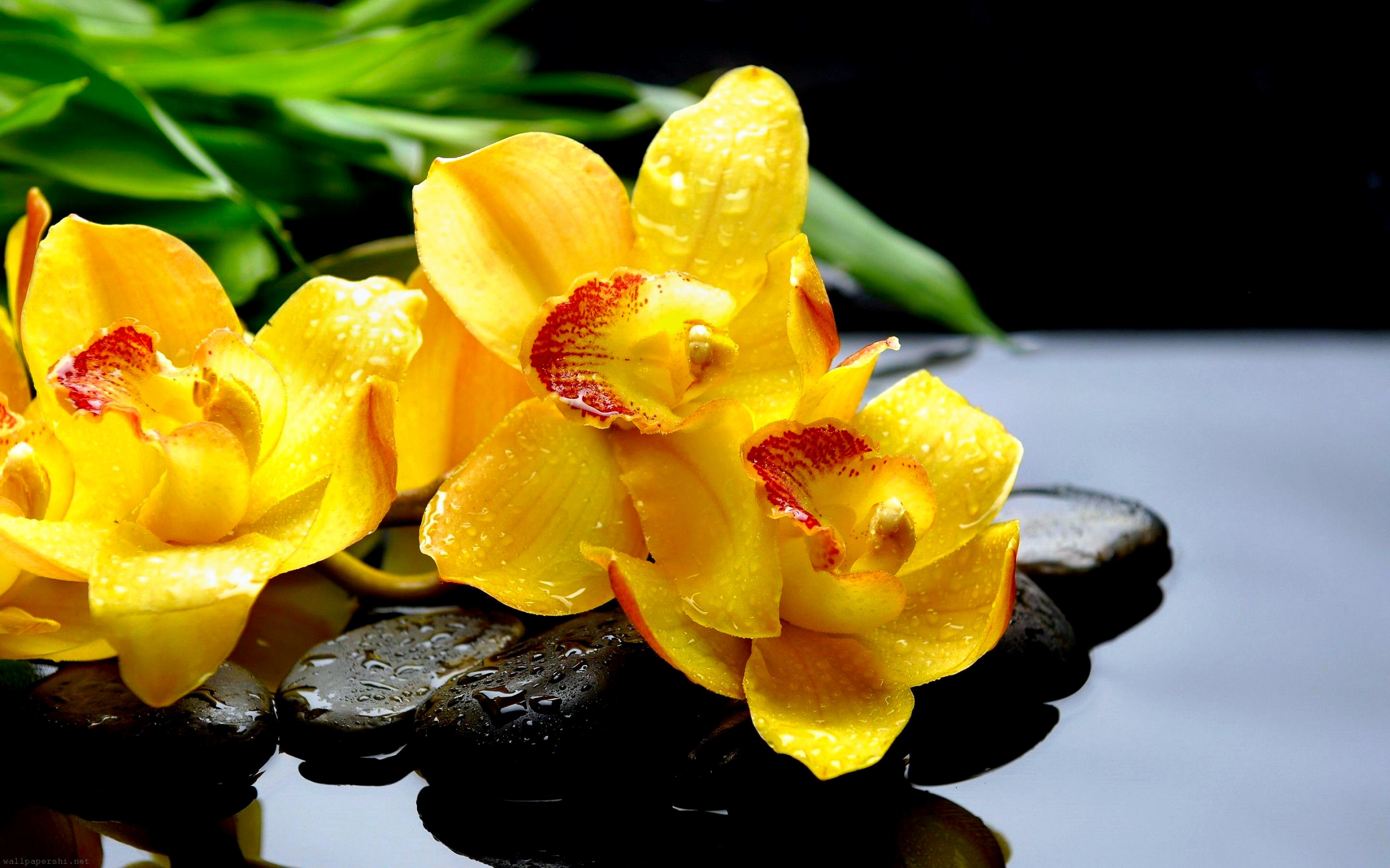 spring, flowers, yellow flower, flower, orchid, water, stone, earth, zen lock screen backgrounds