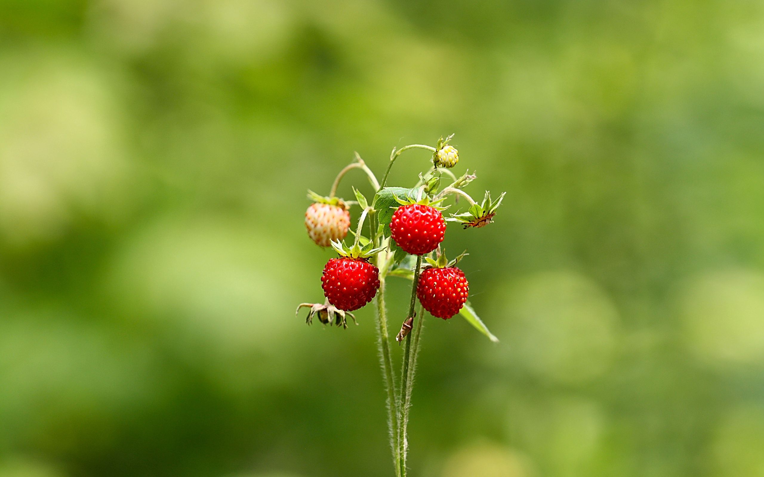strawberry, greens, wild strawberries, macro, summer, forest