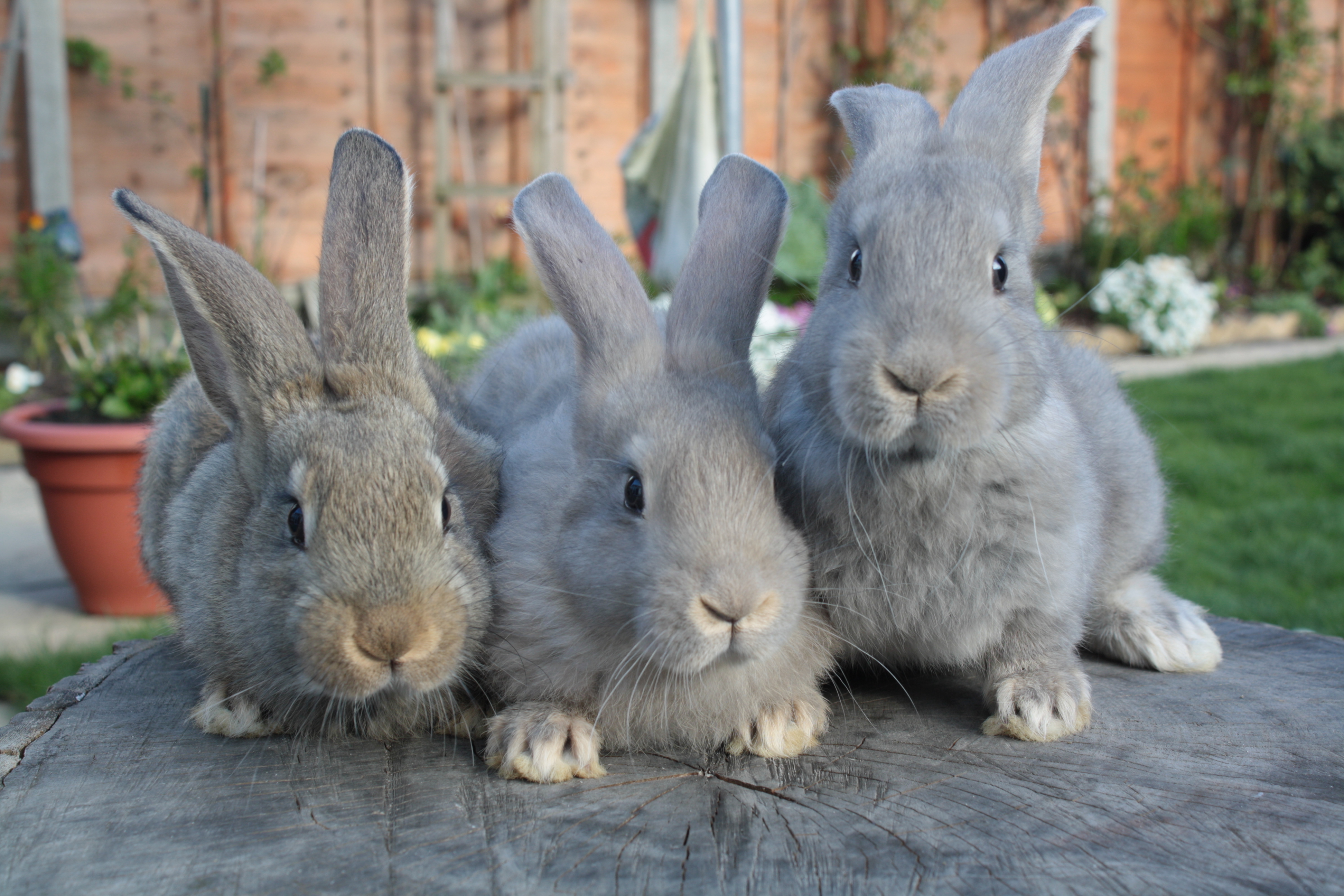 3 заяц дома