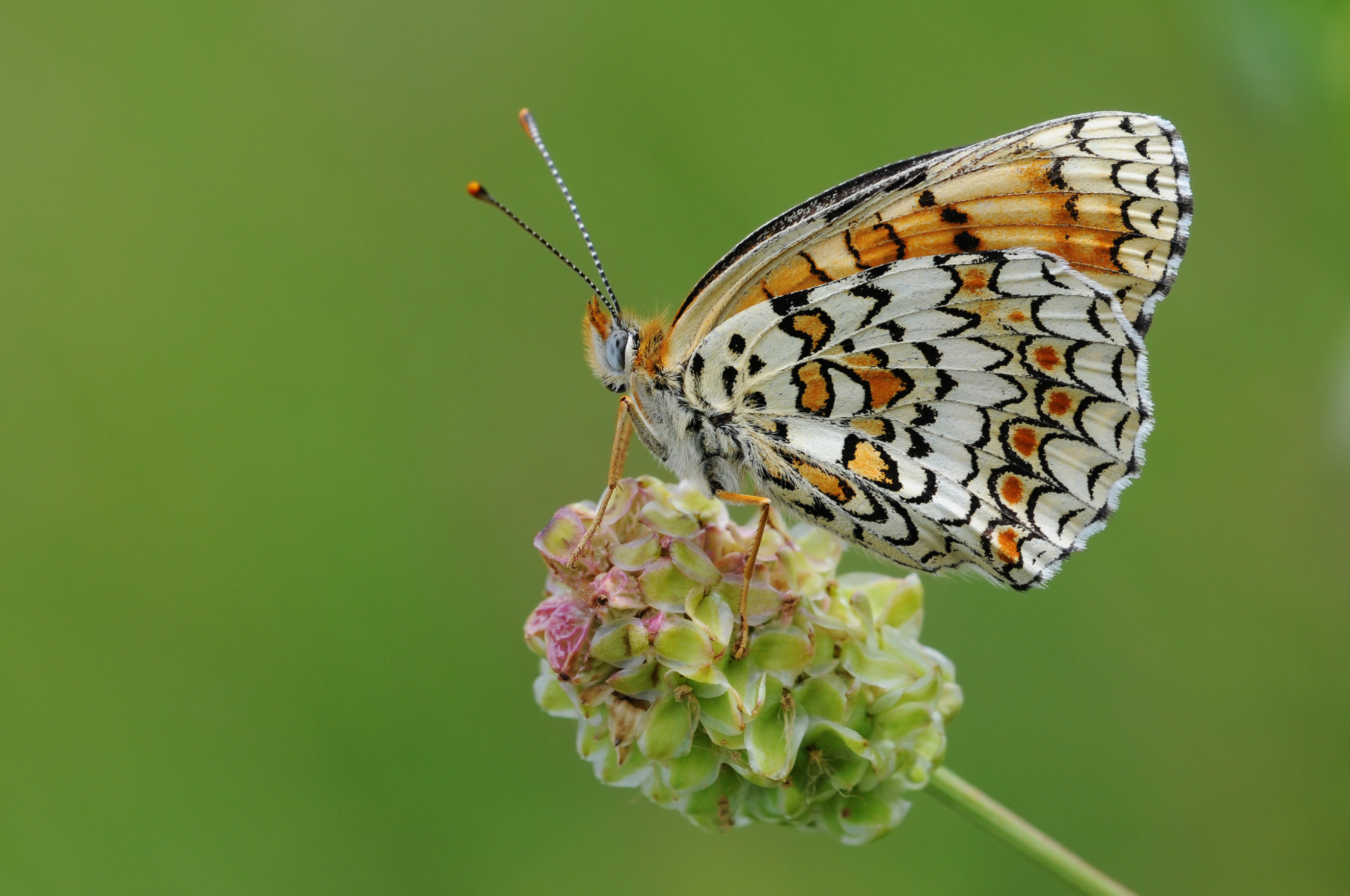 Free download wallpaper Butterfly, Animal, Knapweed Fritillary on your PC desktop