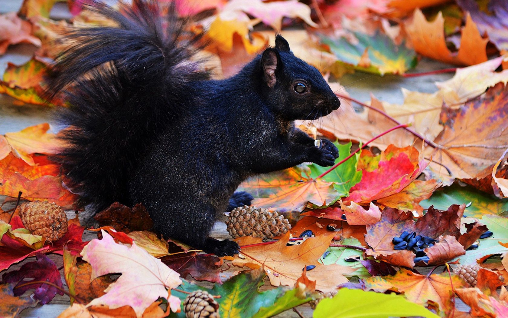 86436画像をダウンロード動物, リス, 秋, 葉, コー​​ン, 黒い, 栗鼠, 木の葉, ブラック-壁紙とスクリーンセーバーを無料で