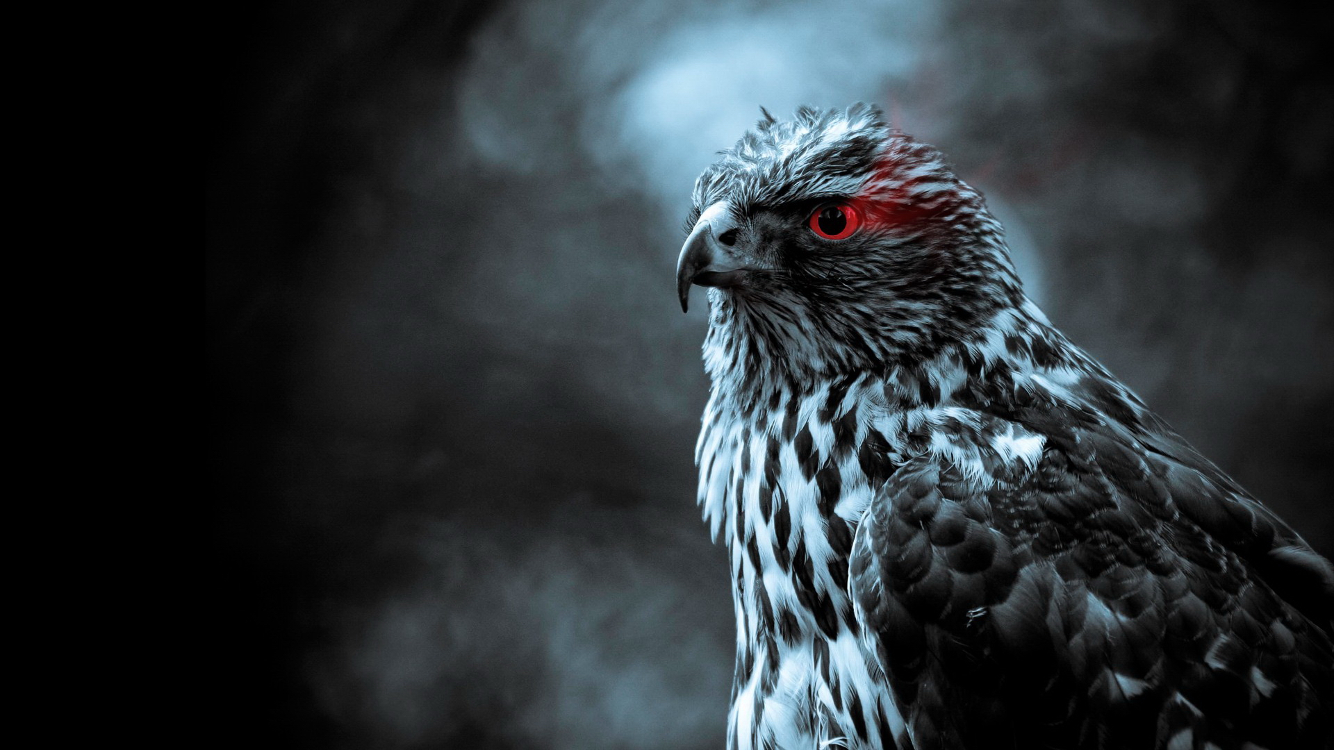 desktop Images animal, falcon, birds