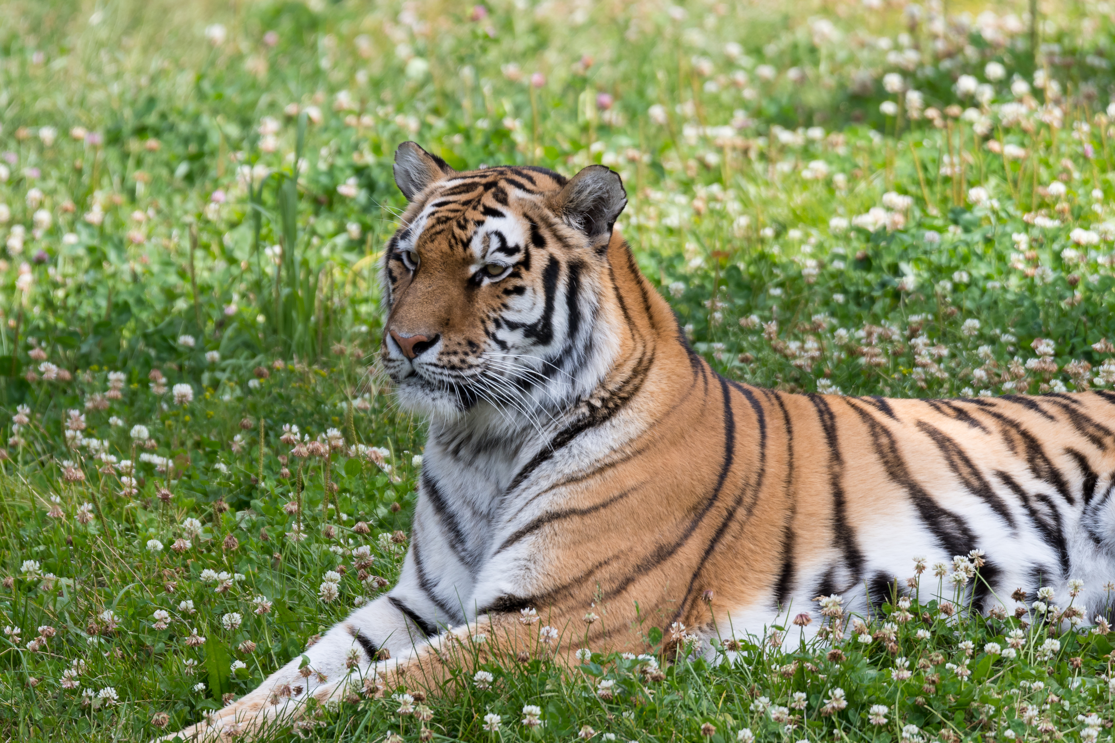Download mobile wallpaper Tiger, Predator, Grass, Animals, Big Cat, Streaks, Stripes for free.