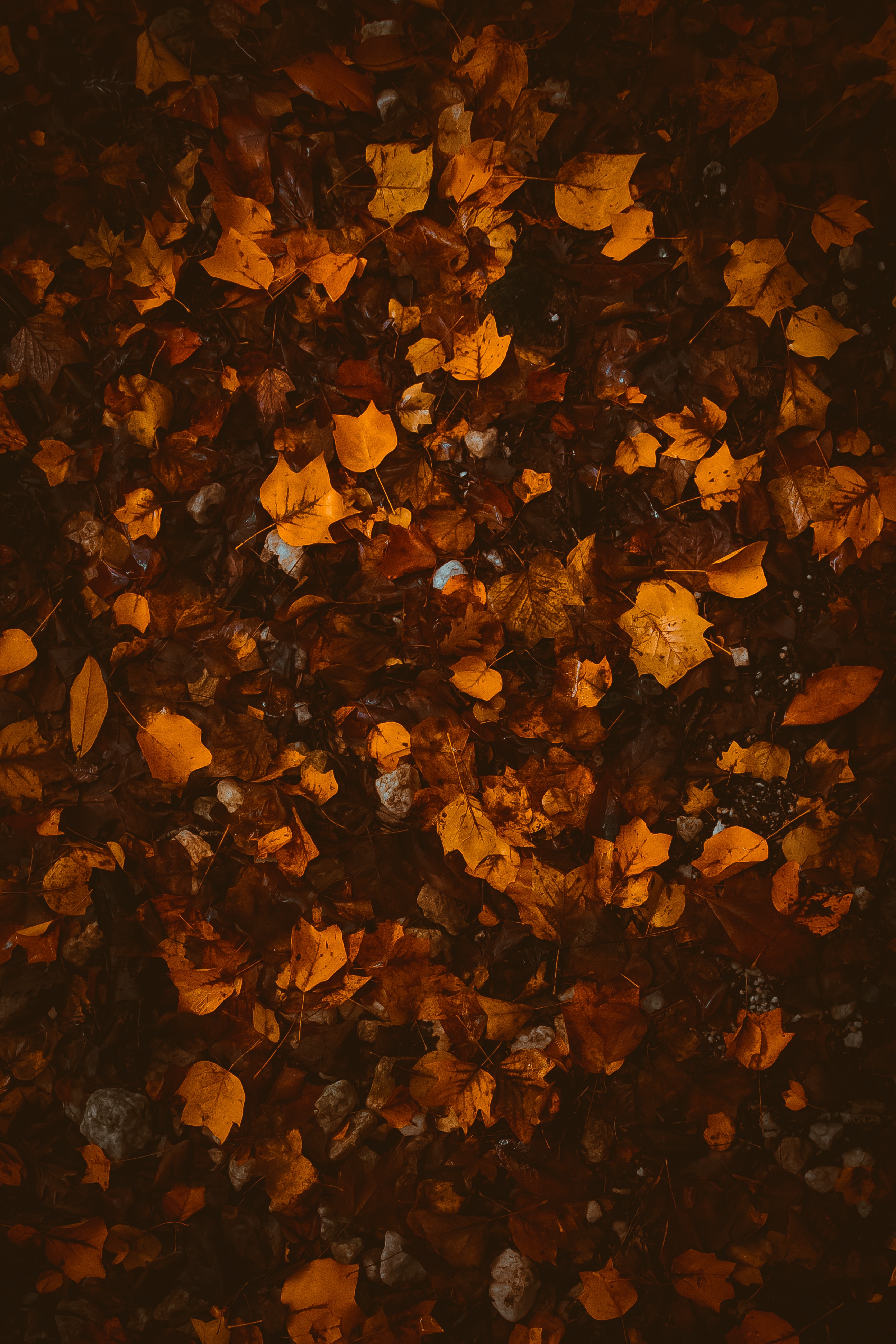 97641 descargar fondo de pantalla naturaleza, otoño, hojas, amarillo, marrón, follaje, caído: protectores de pantalla e imágenes gratis