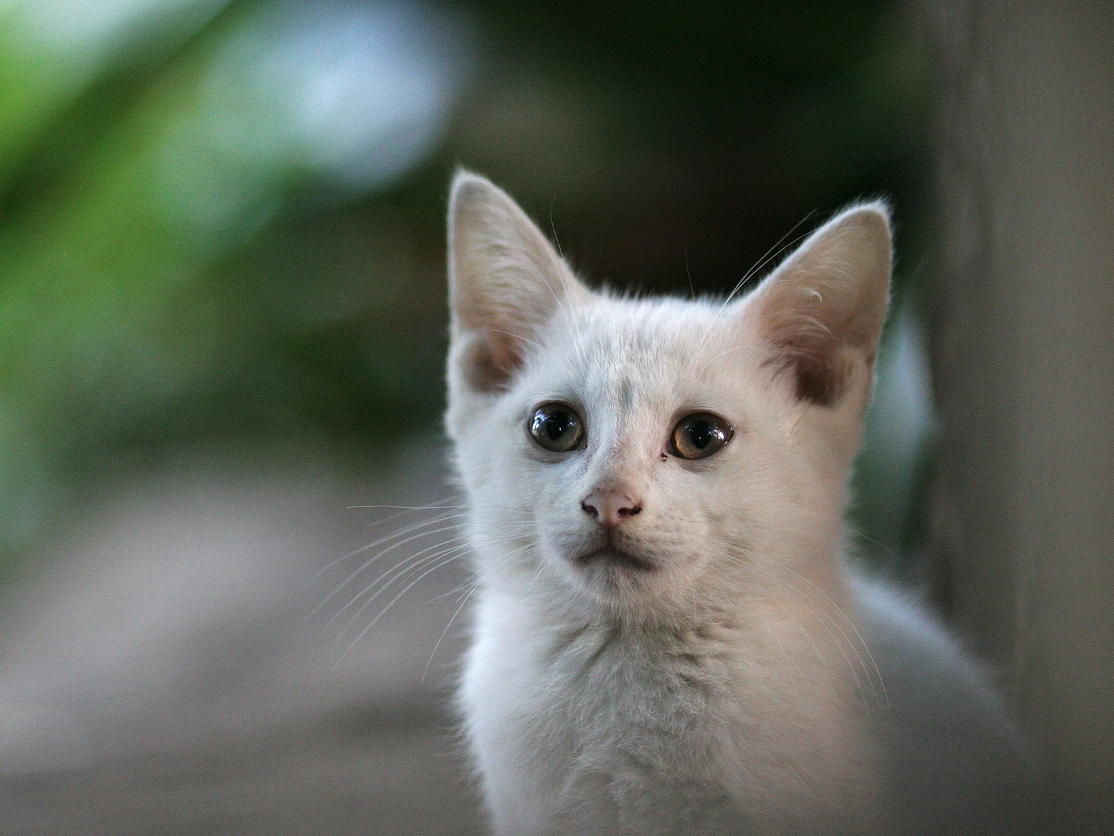 Кошки 20. Белая уличная кошка. Белый уличный котенок. Смешные надписи про котов. Кошка белый окрас с зелеными глазами.