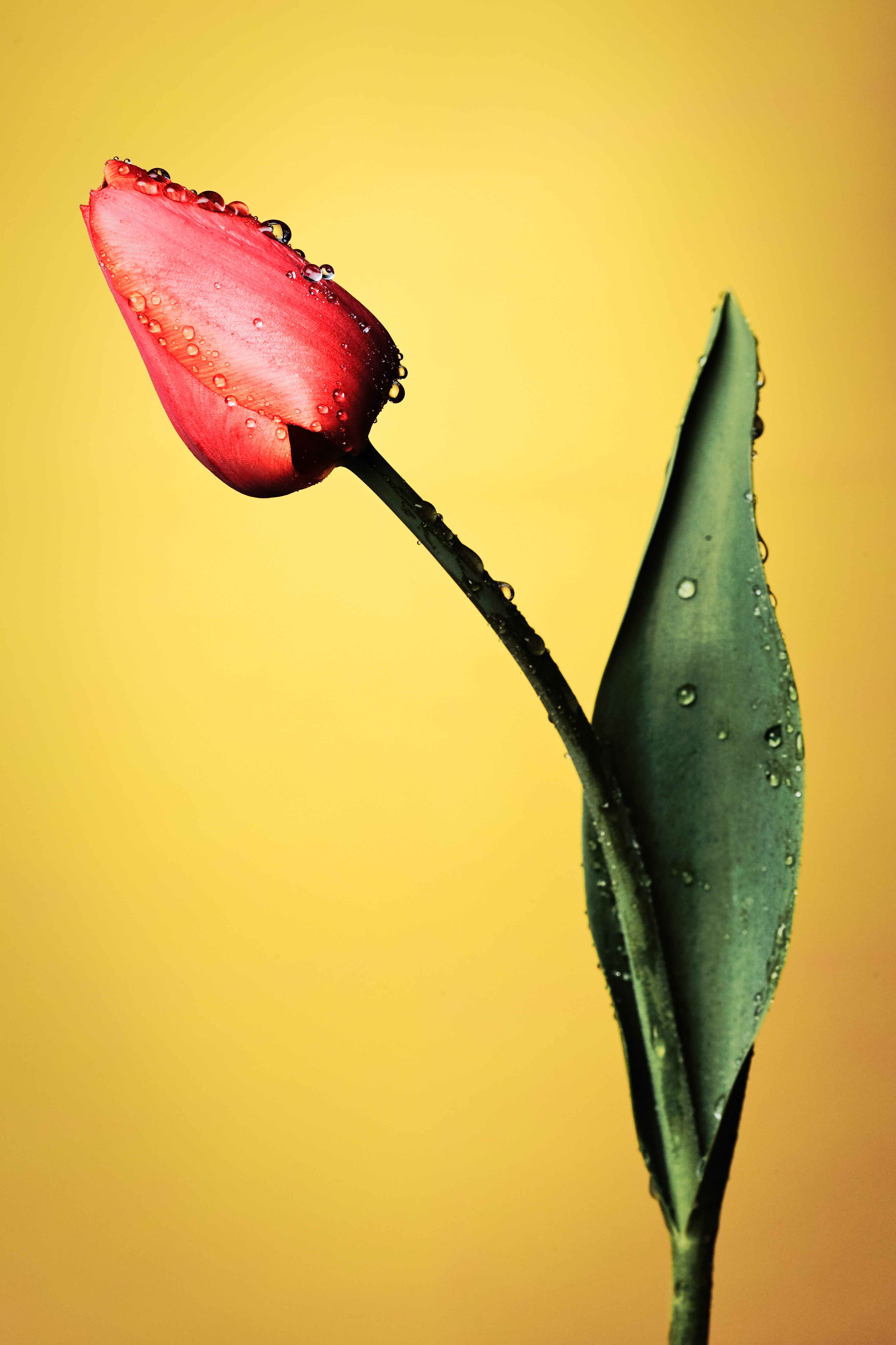 84350 descargar fondo de pantalla drops, flores, amarillo, rojo, flor, mojado, tulipán: protectores de pantalla e imágenes gratis