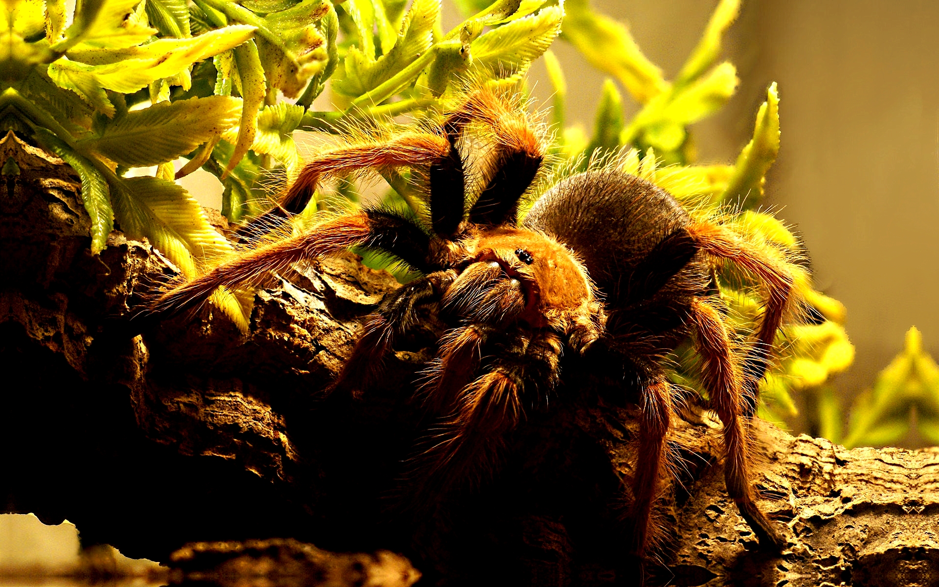 animal, tarantula, spider, spiders phone background